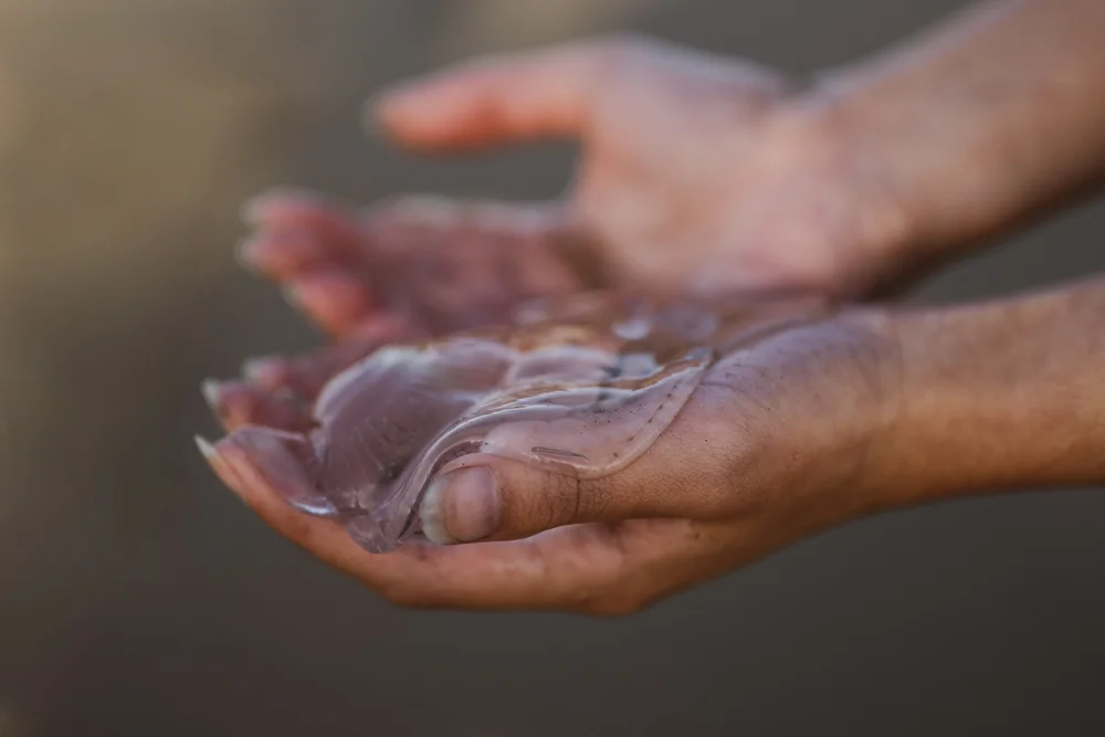 Two hands holding a fish, with a blurred background.