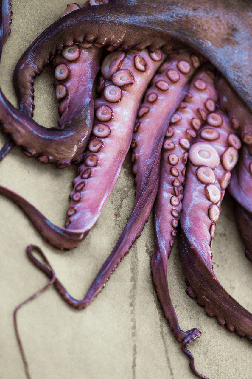 Close-up of octopus tentacles with suction cups, pink and purple hues, on a beige surface.