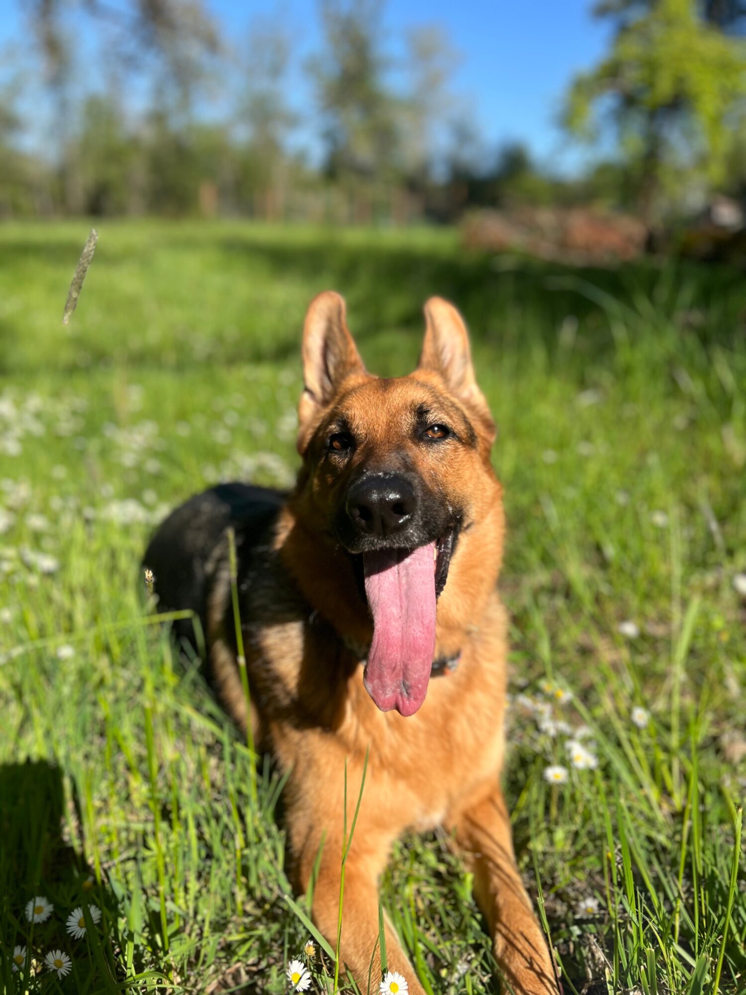German Shepherd dog sitting in green grass with a pink tongue hanging out, outdoors on a sunny day.