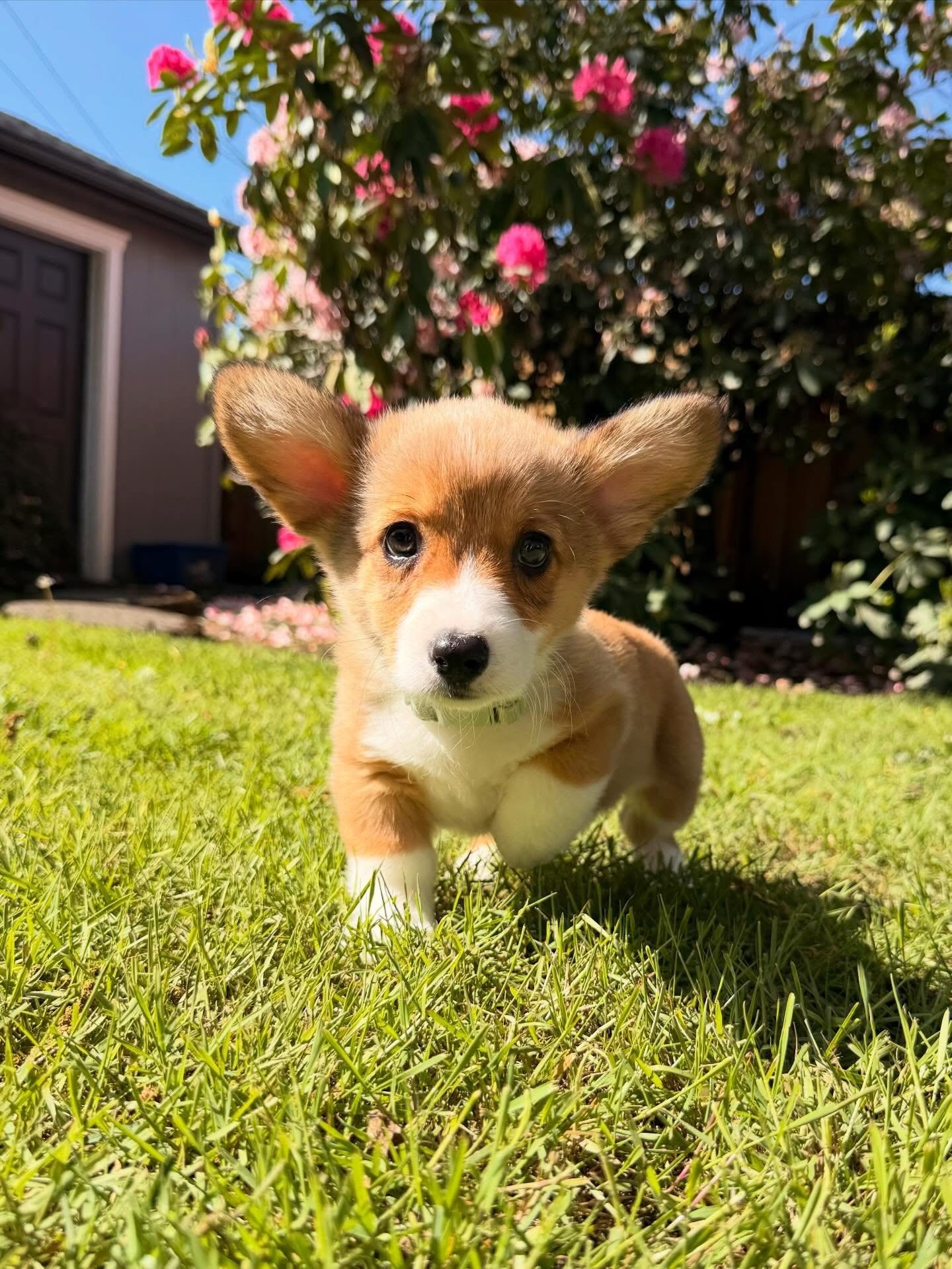 Small puppy with large ears running on grass in a garden with pink flowers and a shed in the background.