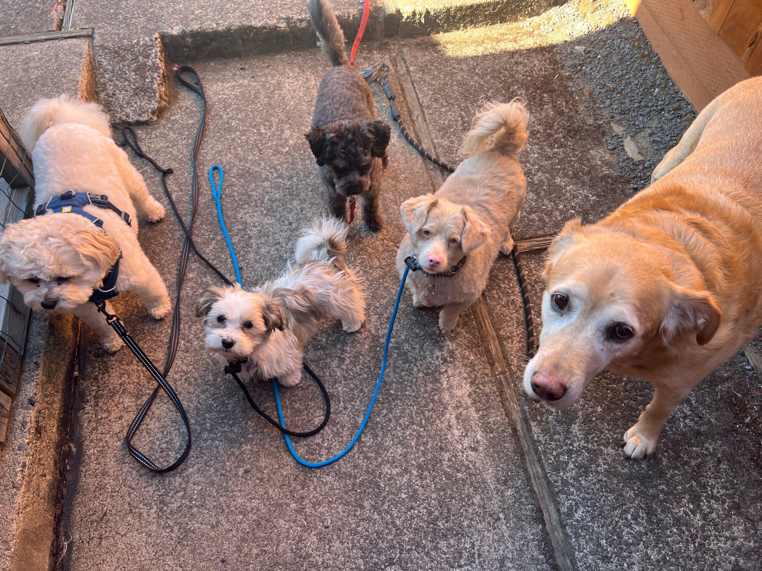 Four dogs on a carpeted floor, some with leashes, looking in different directions, with a wooden surface nearby.