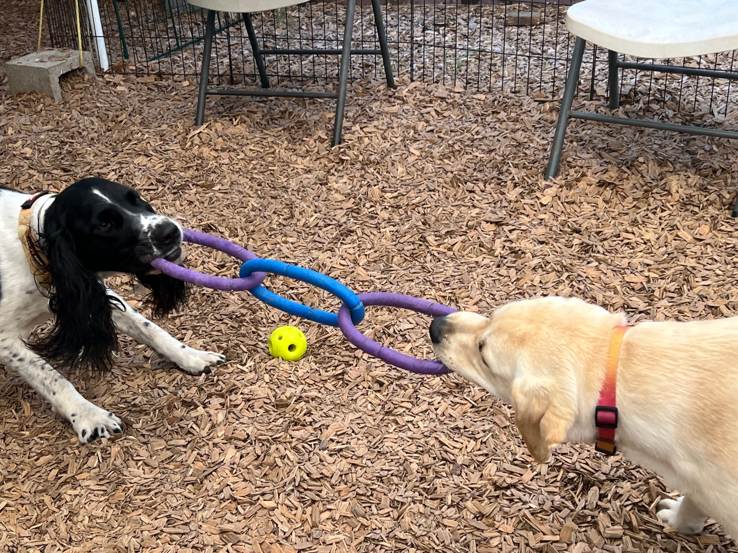Two dogs pull on a purple toy with a yellow ball between them on a dirt ground, with outdoor furniture in the background.