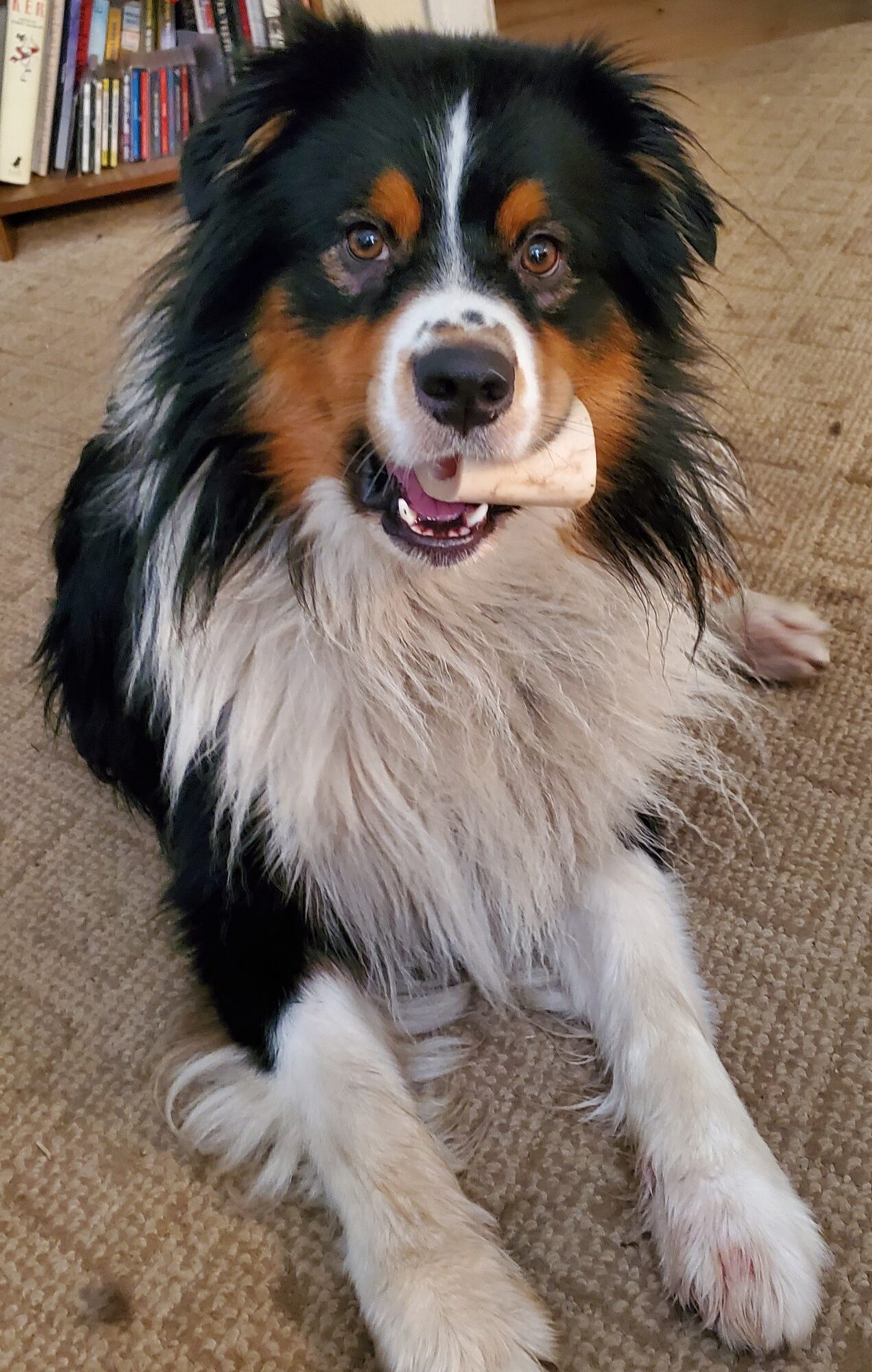 Australian Shepherd dog with black, white, and brown fur sitting on a carpeted floor indoors.