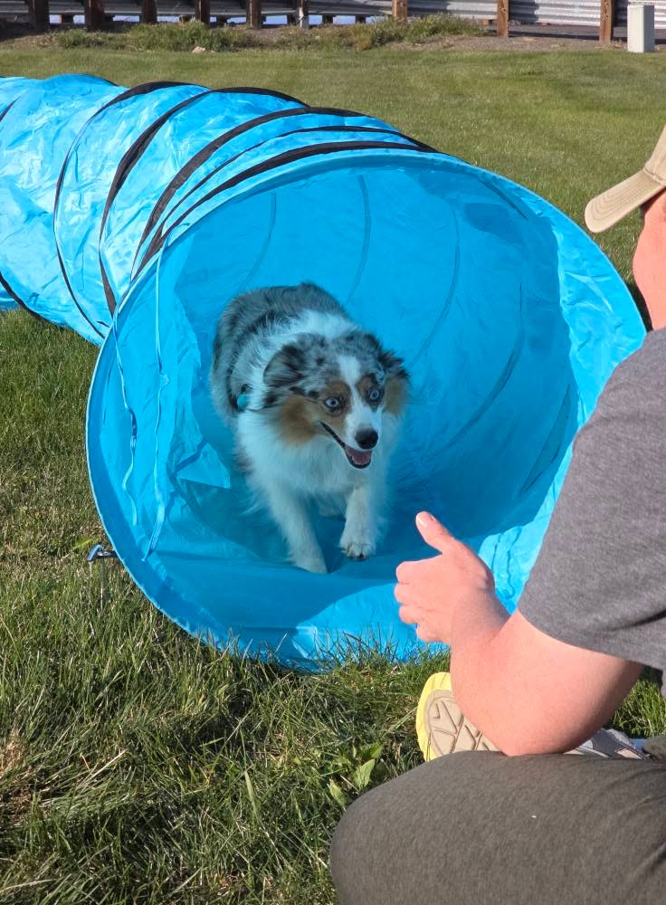 Young dog running through a blue agility tunnel outdoors, with a person nearby giving a thumbs-up gesture.