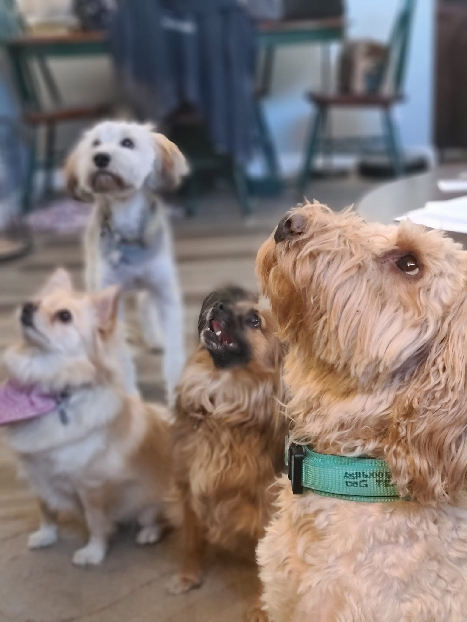 Four dogs sitting and standing indoors, with furniture and a person in the background, looking in different directions.