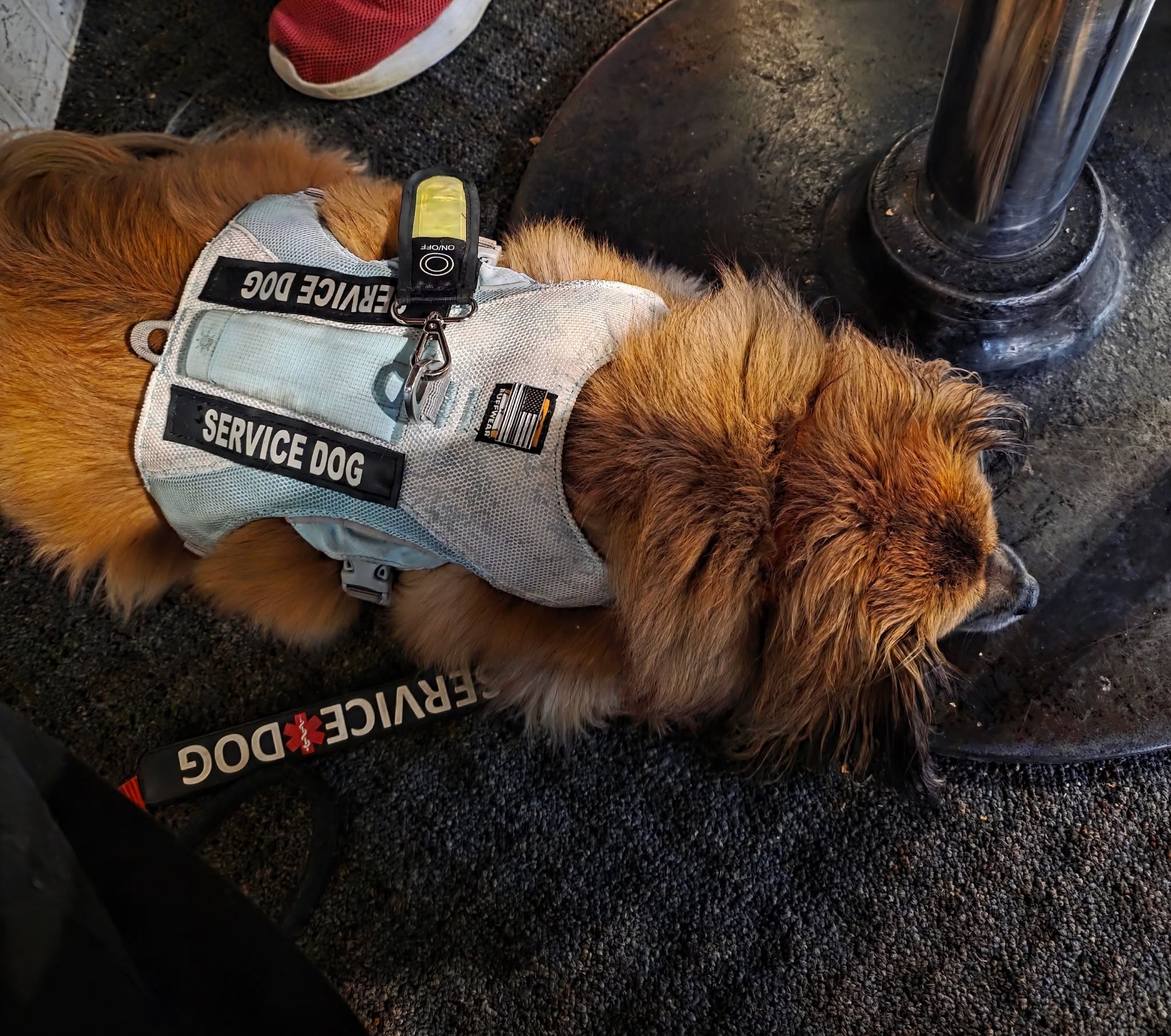 Service dog lying on the ground wearing a harness with a label, near a metal pole, with a person's foot visible.