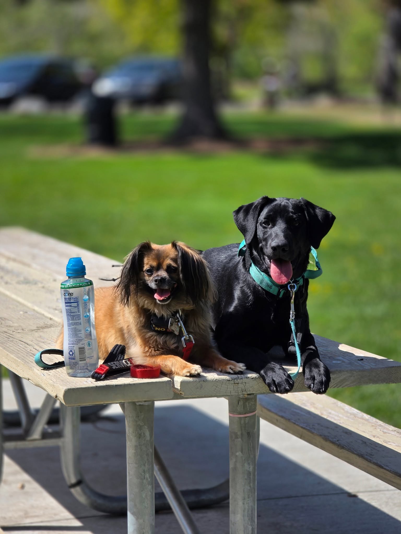 Two dogs sitting on a park picnic table, one small with brown and black fur, the other large with black fur, both wearing collars.