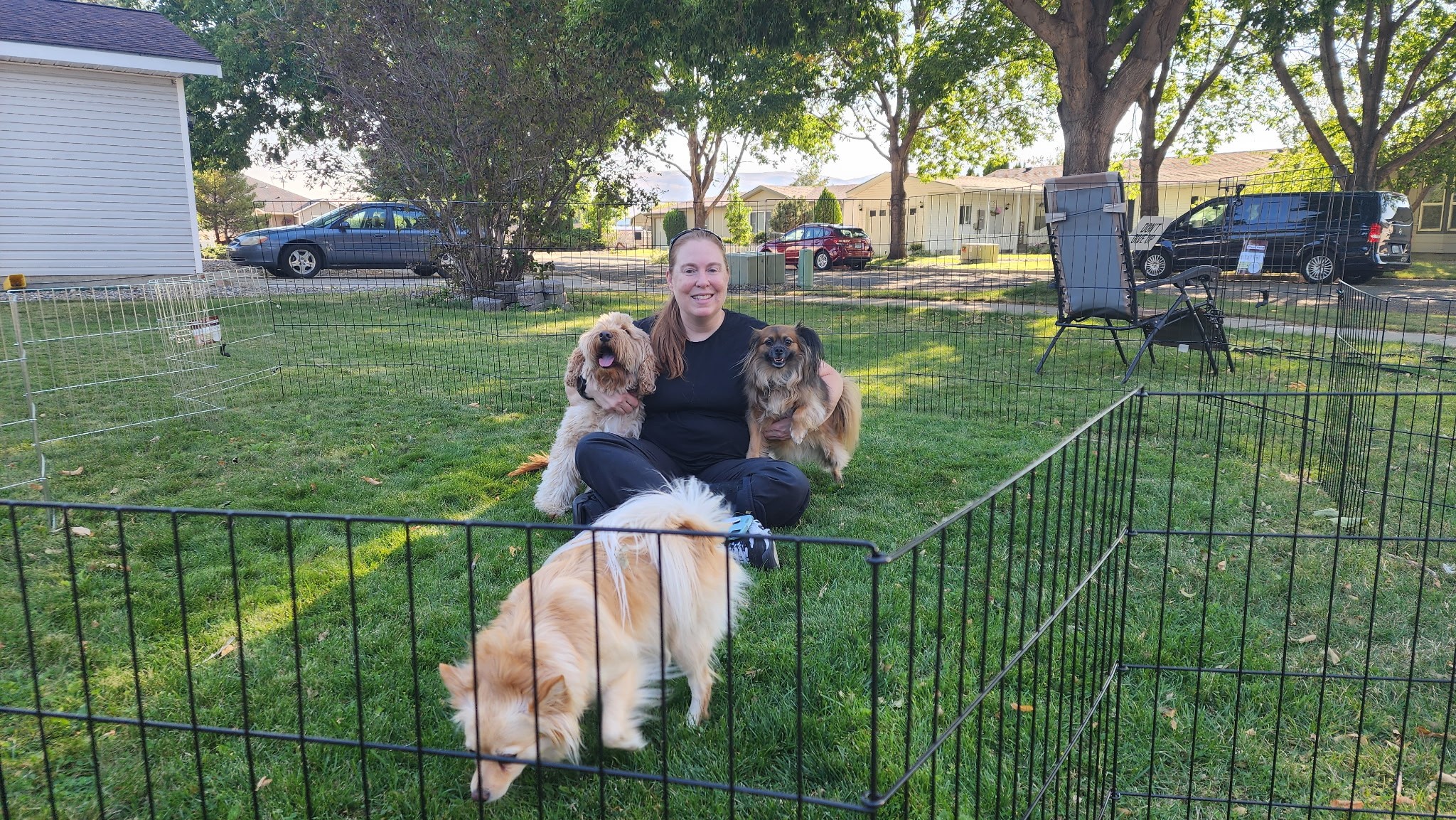 Person sitting on grass with three dogs inside a fenced yard, trees and parked cars in background.