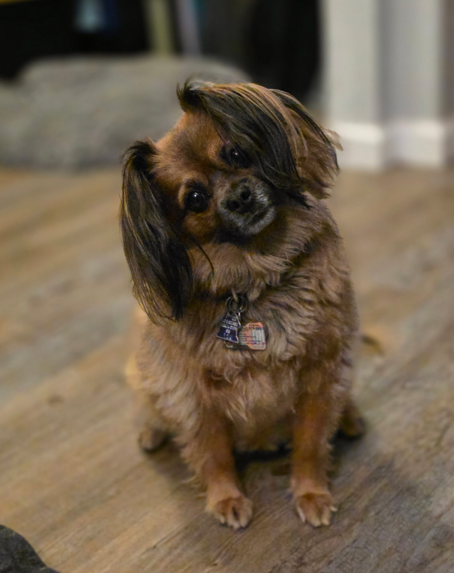 Small dog with long ears and brown fur, sitting on a wooden floor indoors, looking at the camera.