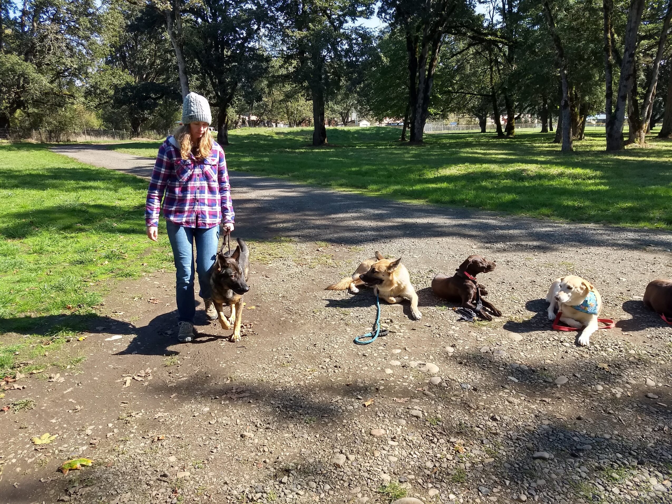 Person walking four dogs in a park with trees and grass, sunny day, person wearing a plaid shirt and hat.