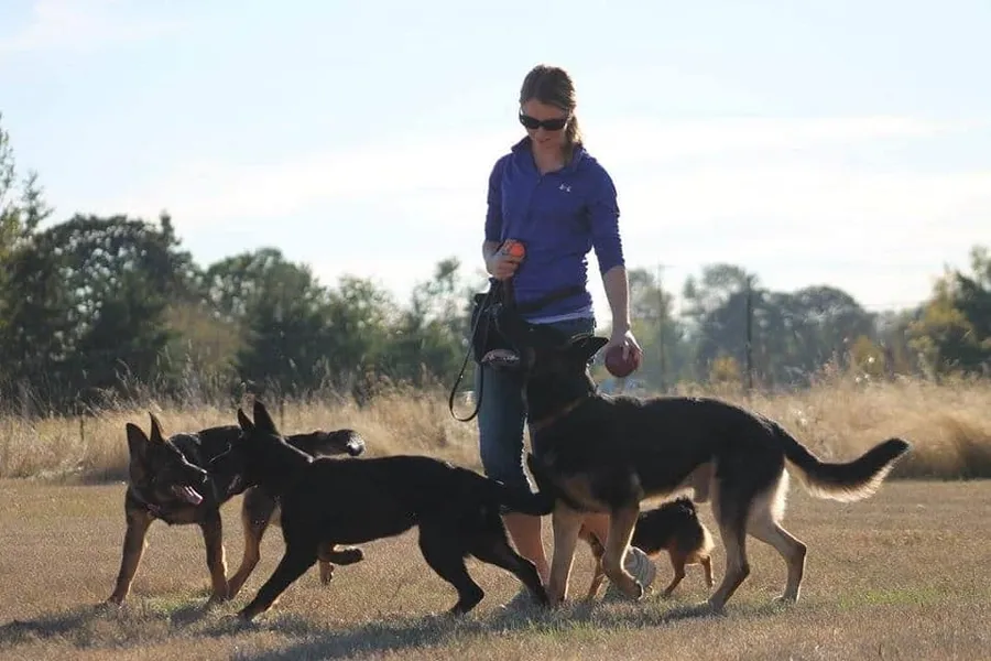 Person walking four dogs in an open field with trees in the background, wearing sunglasses and a blue jacket.