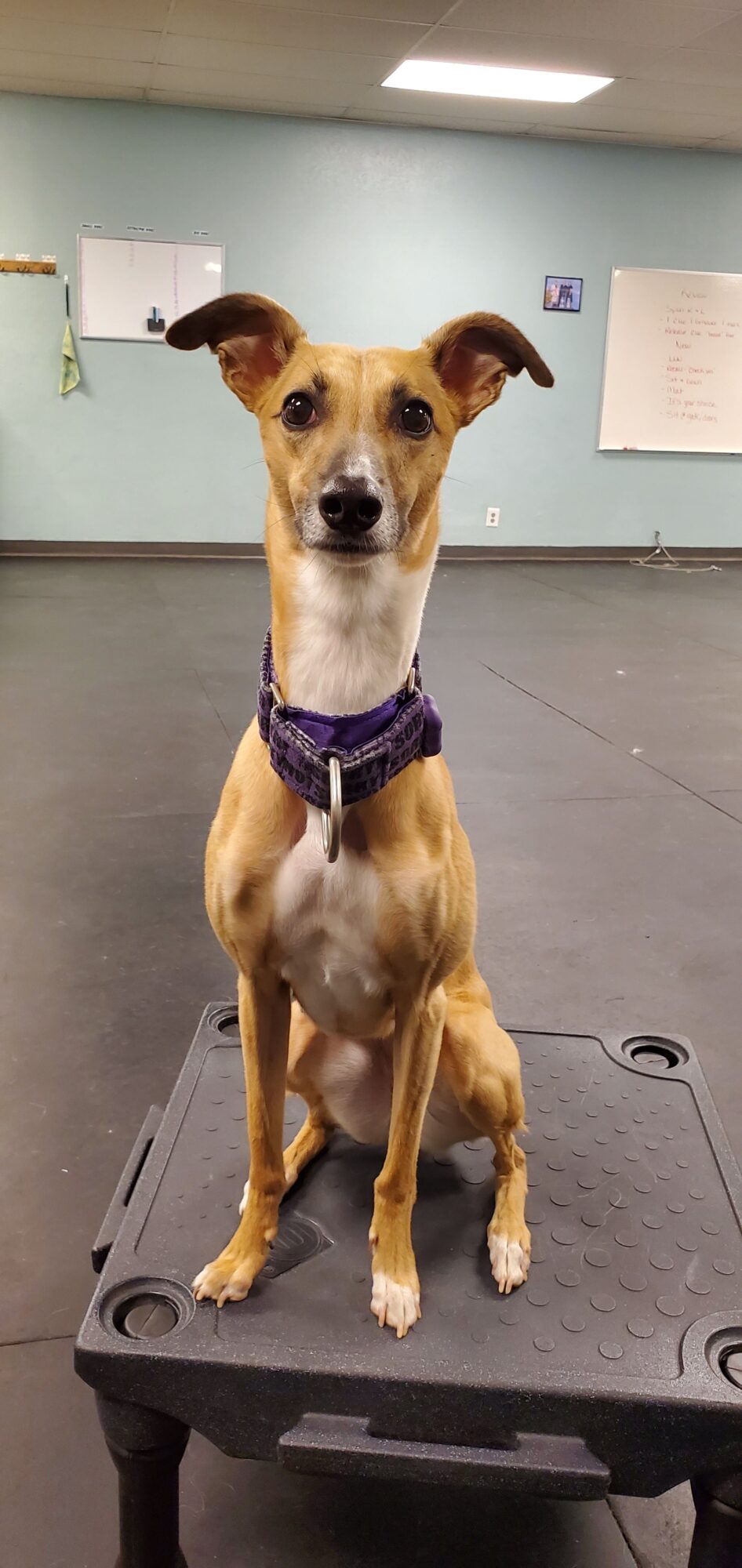 Dog with a purple collar sitting on a black platform in a room with light blue walls and a whiteboard.