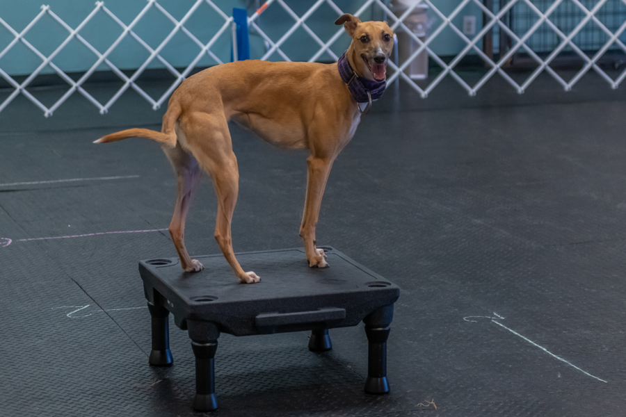 Dog standing on a small black platform indoors, with a white fence in the background.