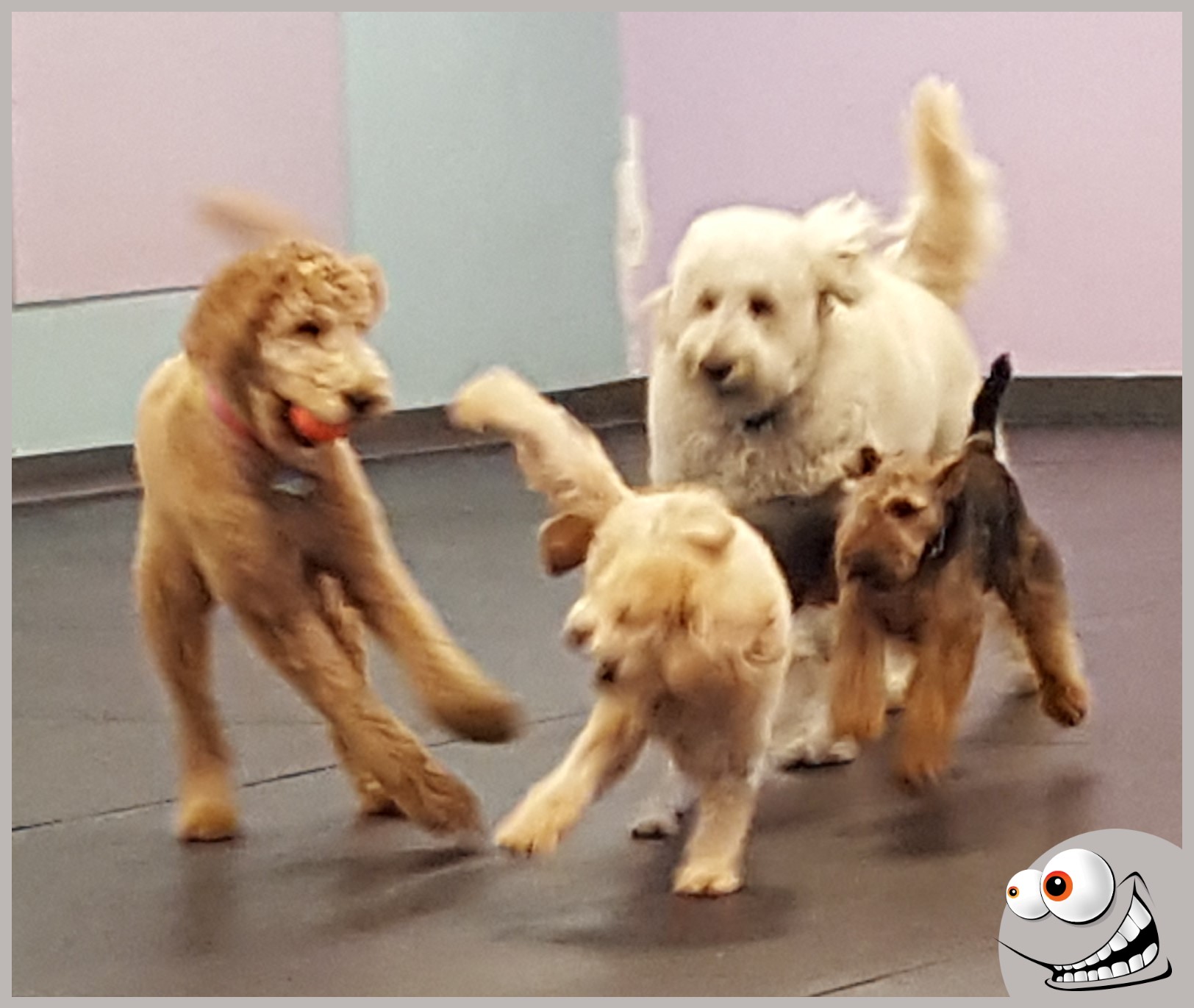 Four puppies playing on a floor with pastel-colored walls, one with a pink collar, all in motion.