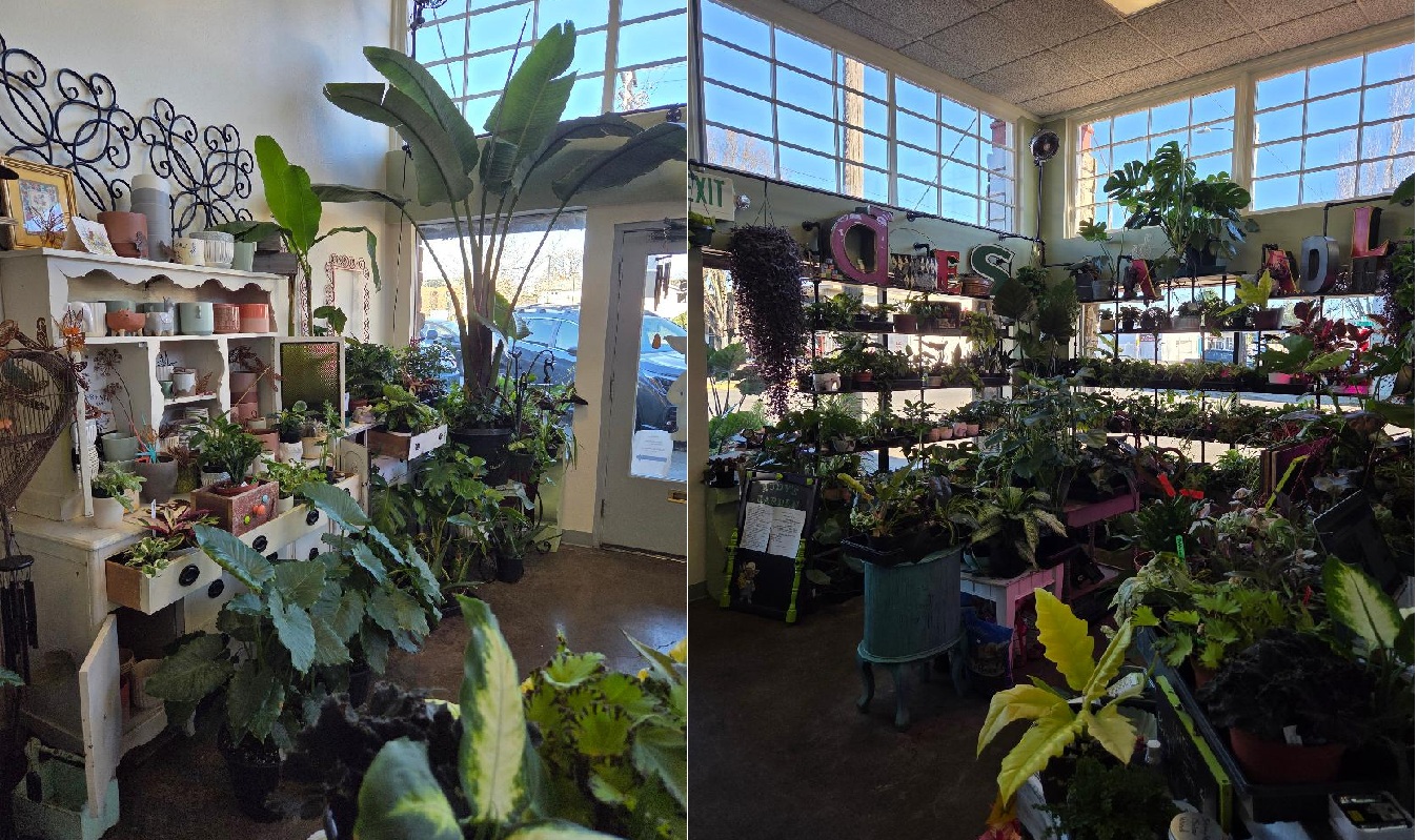 Indoor plant shop with shelves of plants and large windows, bright natural light, and various potted plants.