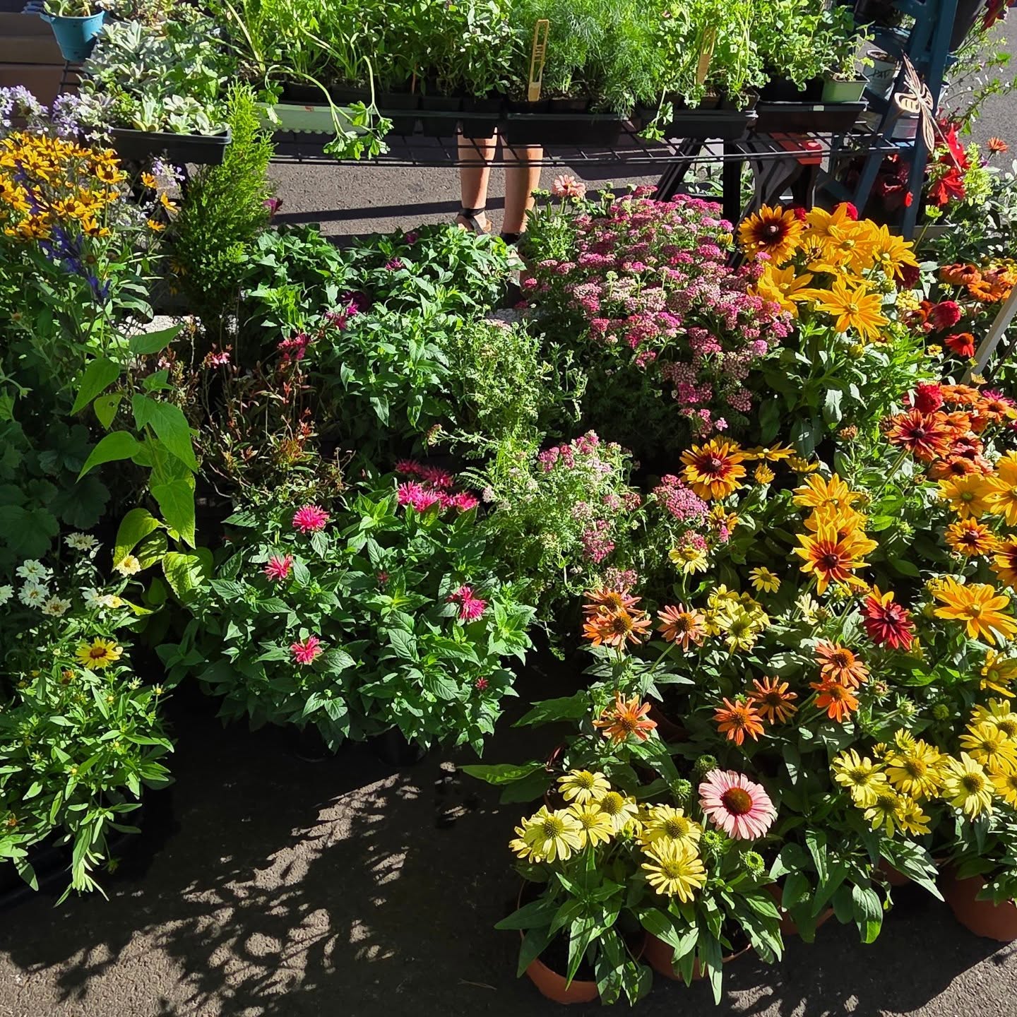 Various colorful flowering plants and greenery at a garden center or nursery, with sunlight and shadows.