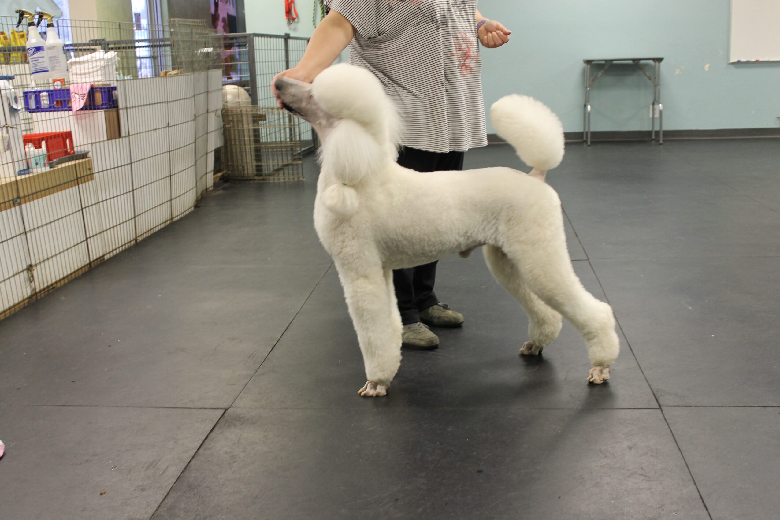 Person standing next to a white poodle with a fluffy tail and groomed coat indoors, with shelves and a table in the background.