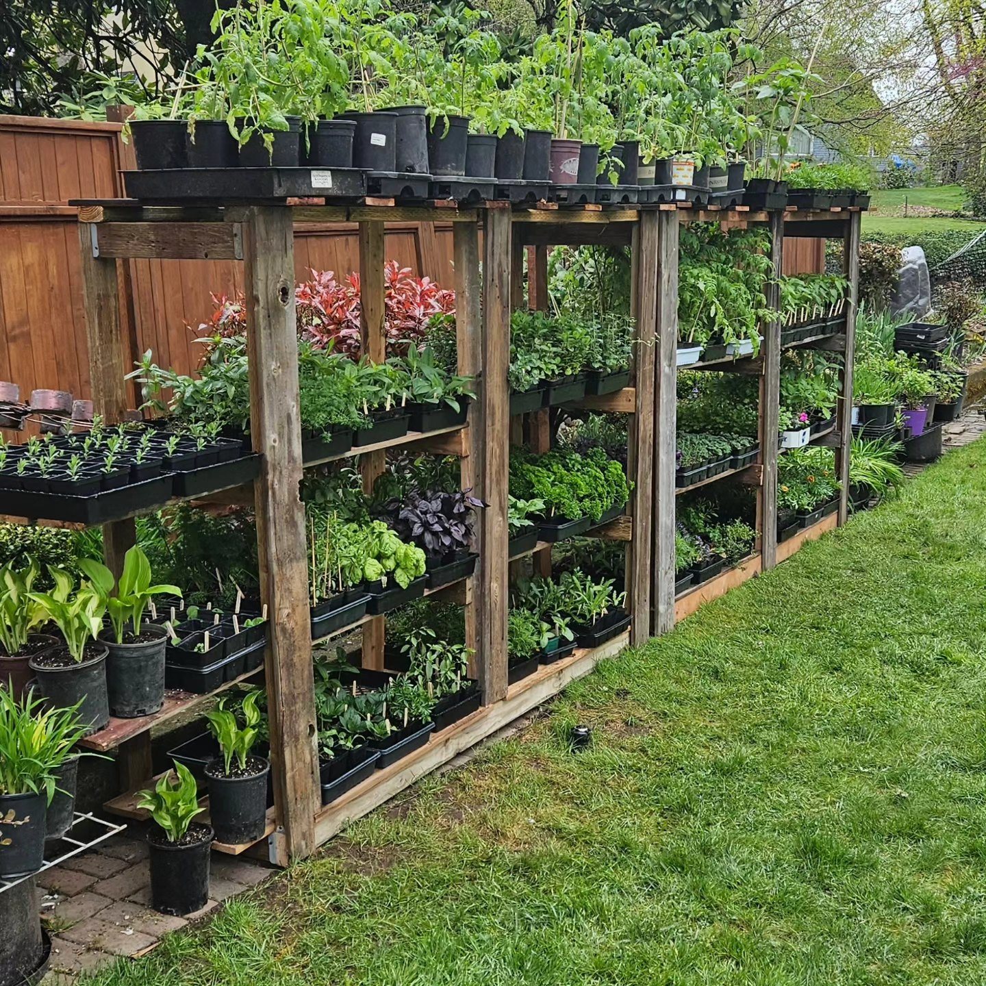 Wooden garden shelf with potted plants and flowers, set against a wooden fence in a backyard, with grass in the foreground.