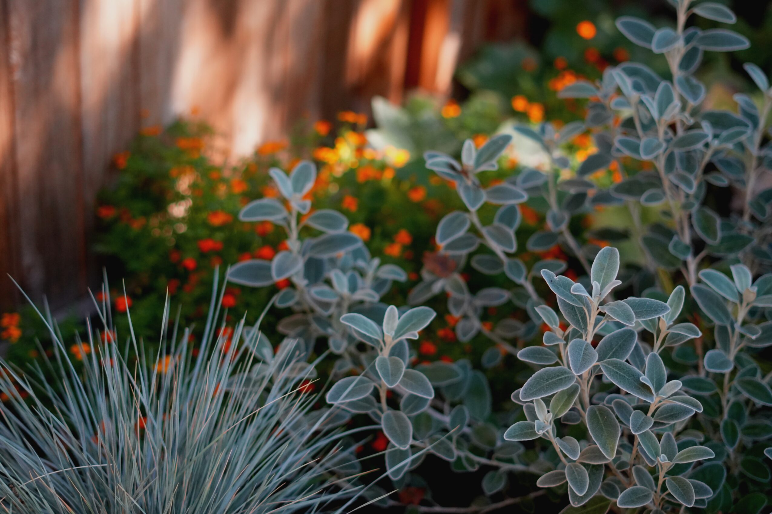 Garden with various plants and flowers, including gray-green leaves and small orange and red blossoms, against a wooden fence background.