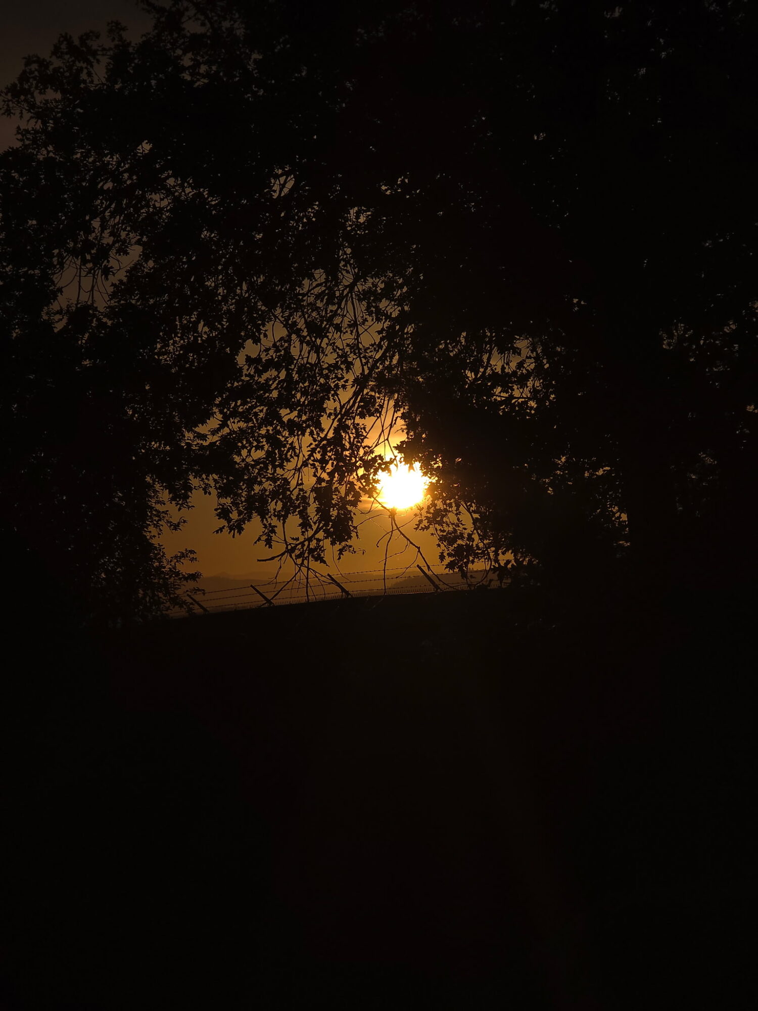 Sunset with dark silhouettes of tree branches and leaves against a bright sky.