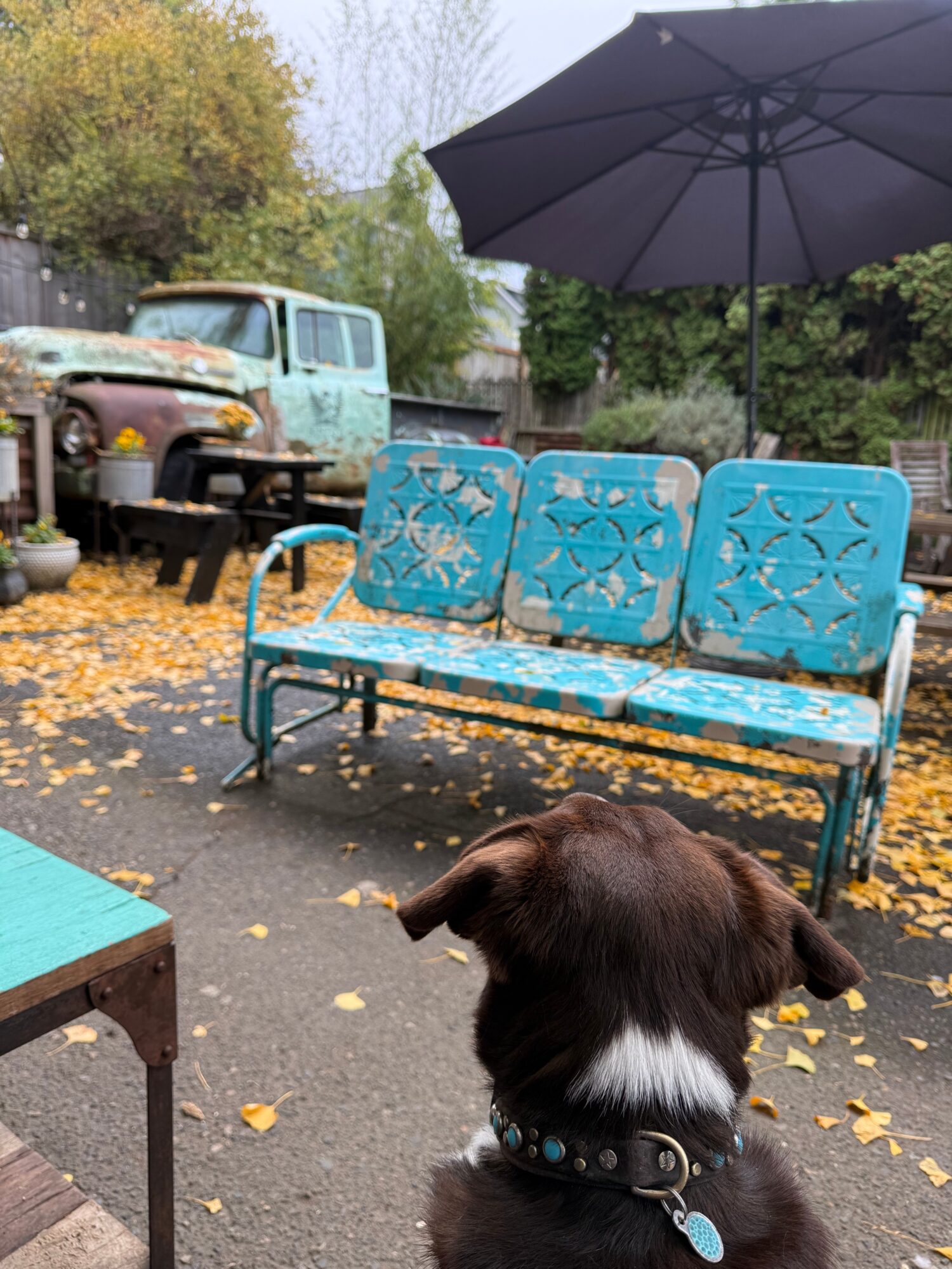 Dog sitting outdoors near a blue bench with an umbrella, fallen leaves on the ground, and vintage vehicles in the background.