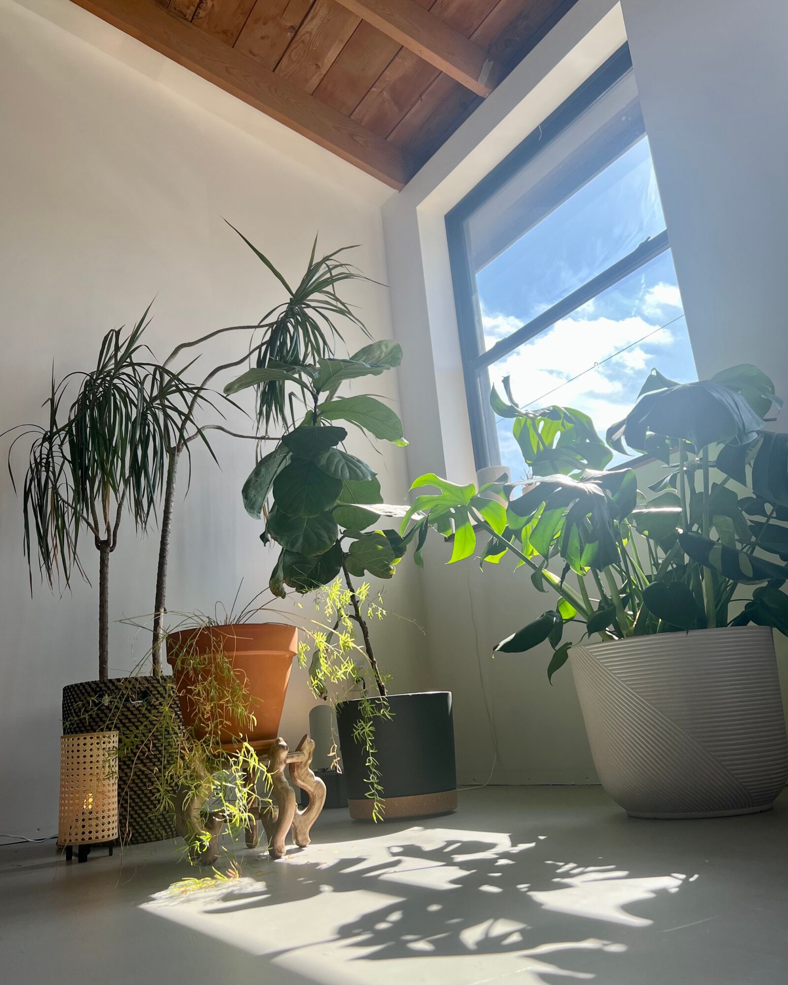 Sunlight streams through a window onto potted plants and decorative objects on a windowsill, casting shadows on the surface below.