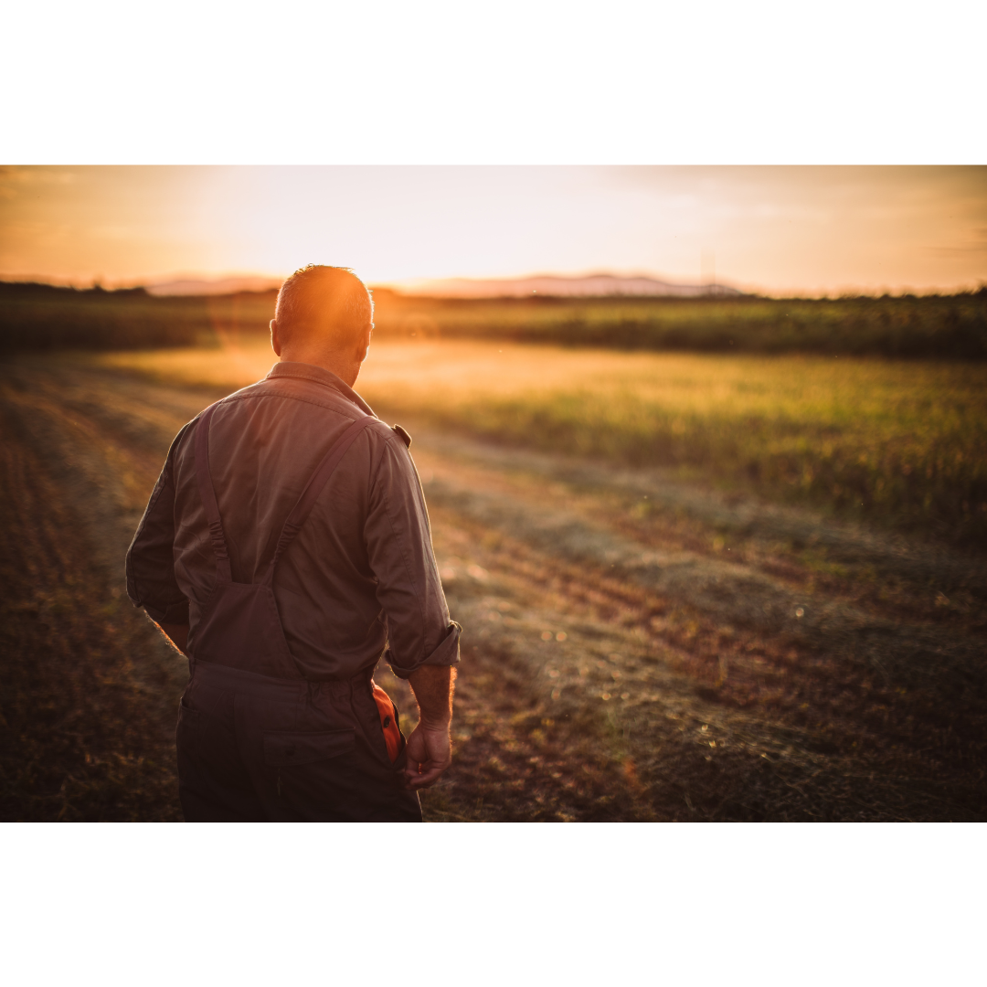 Man standing in a field during sunset, facing away from the camera, with a dirt path and open landscape.