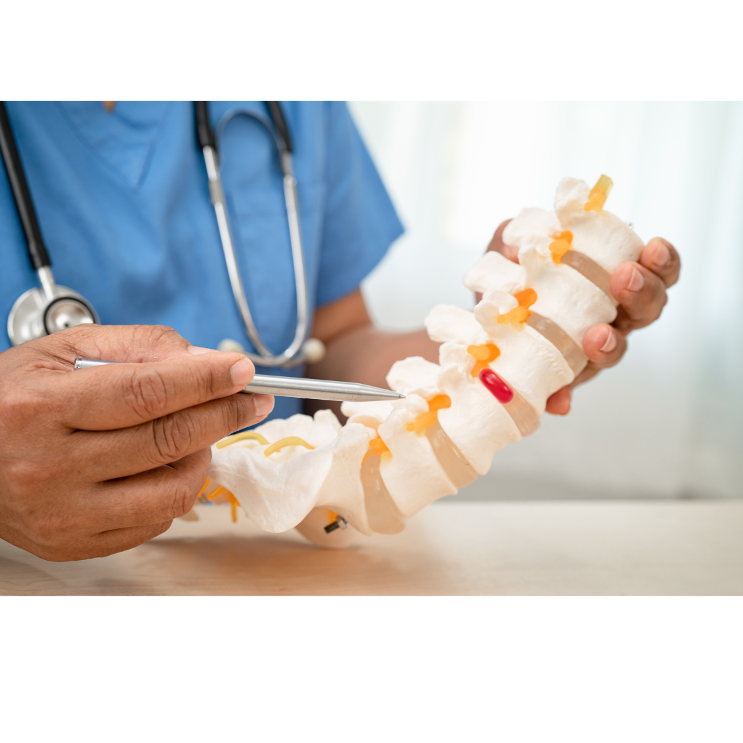 Medical professional holding a model of a human spine with colored discs, using a pointer, in a clinical setting.