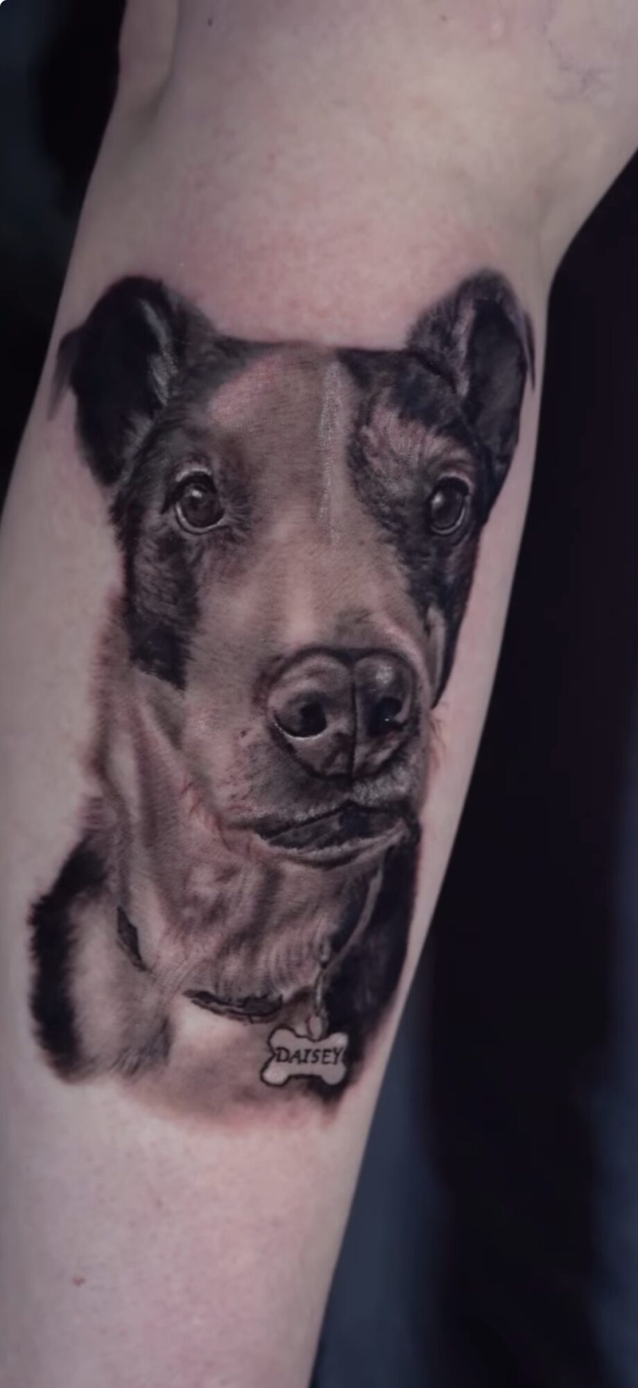 Tattoo of a dog's face on person's arm, detailed and realistic, with a collar and tag.