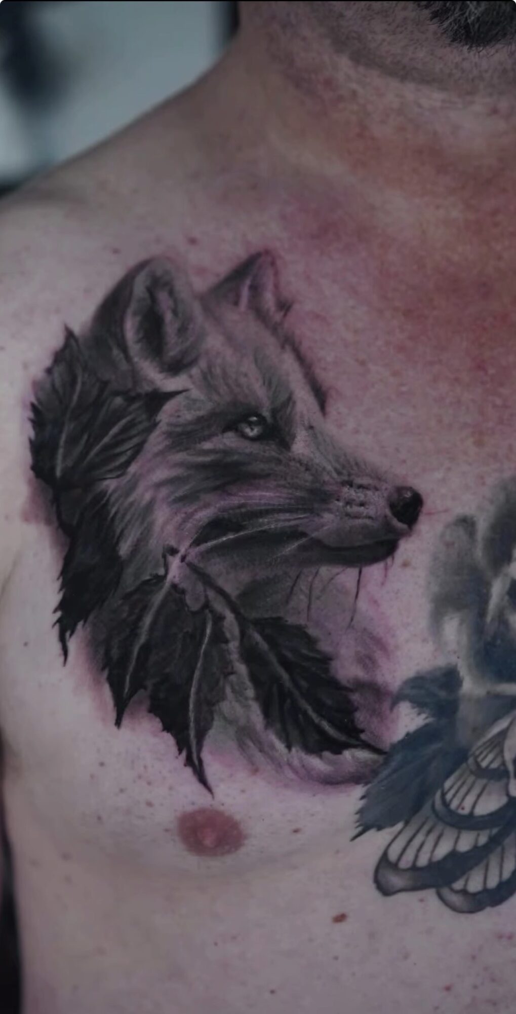 Tattoo of a wolf's head with feathers on a person's chest, partially visible face, and shoulder, in black and gray ink.