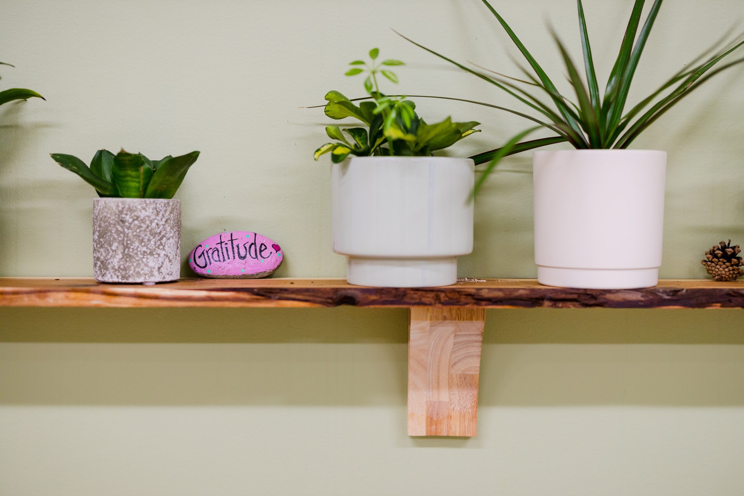Three potted plants on a wooden shelf with a pink gratitude sign, against a light-colored wall.