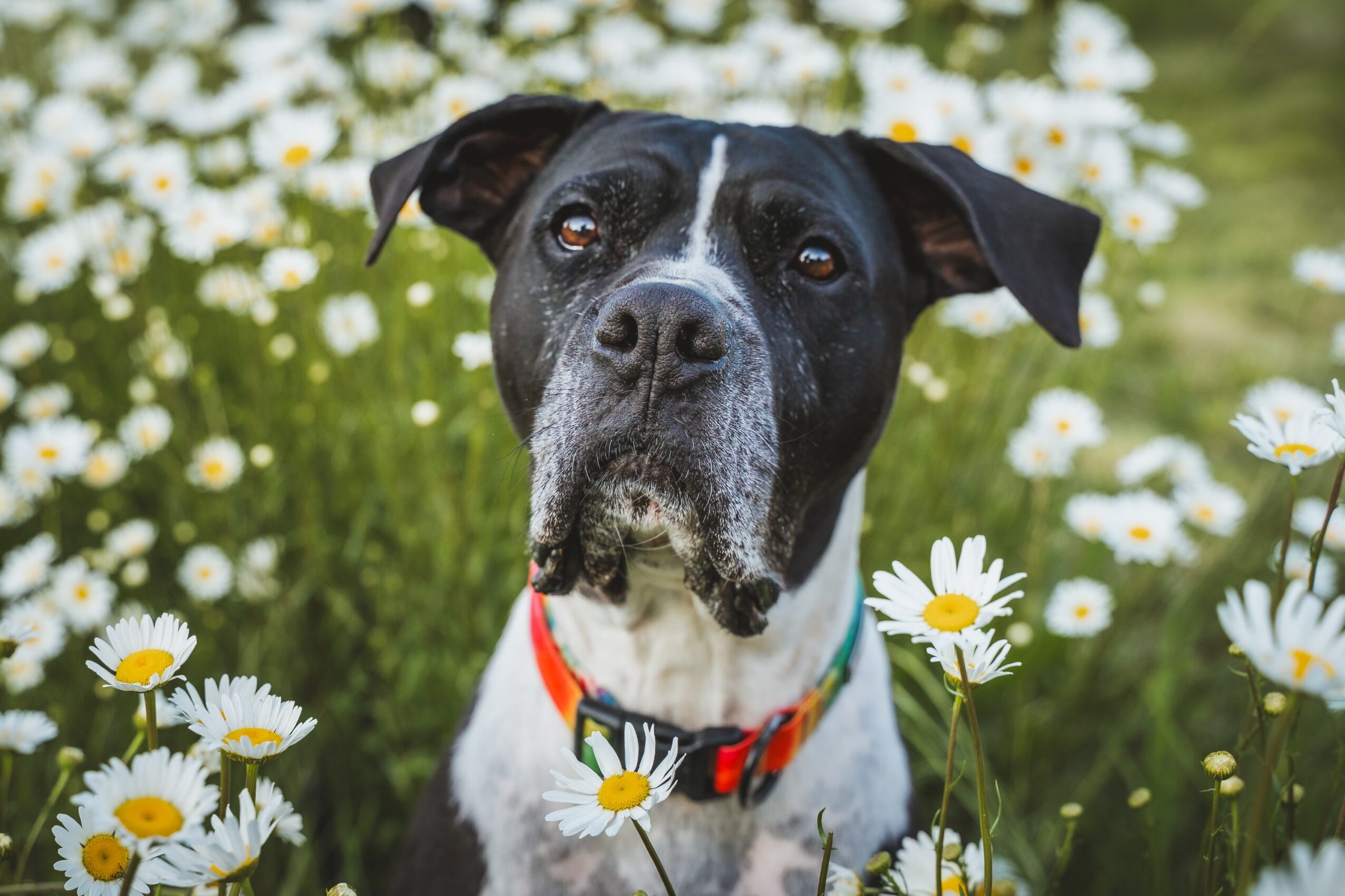 Dog with black and white fur and a red collar among white daisies outdoors.