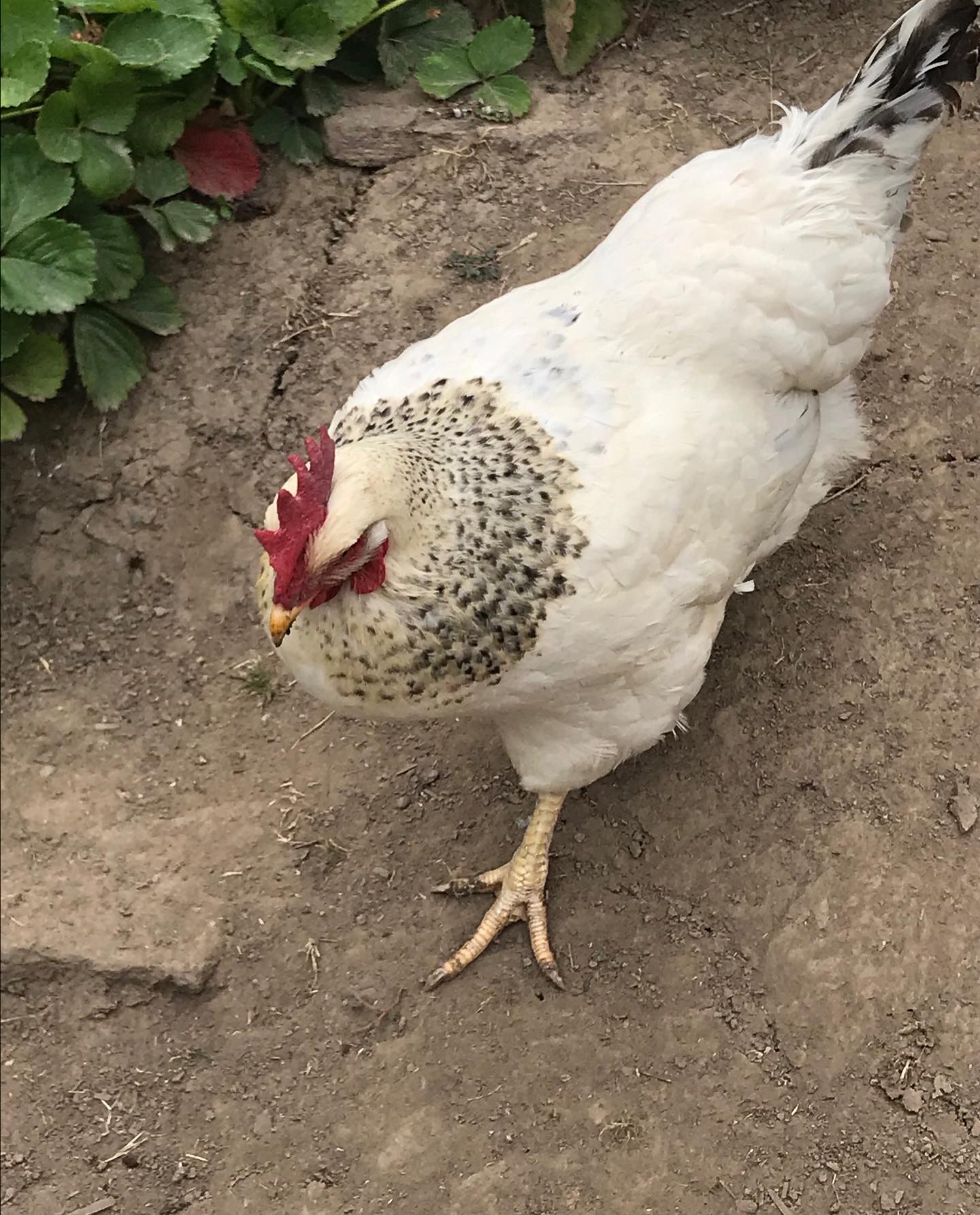 White chicken with black speckles on its face, standing on dirt ground near green plants.