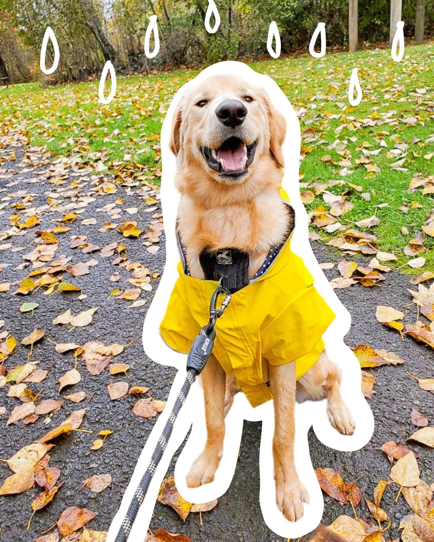 Golden retriever wearing a yellow raincoat sitting on a leaf-covered path in a park, smiling with open mouth.