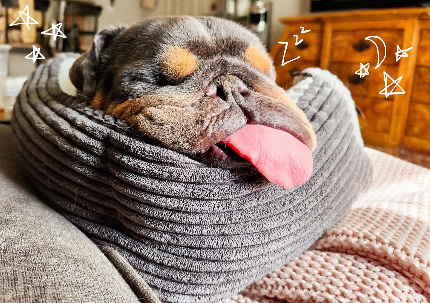 Sleeping dog with tongue out resting on a gray cushion, with doodles of stars and Z's around its head.