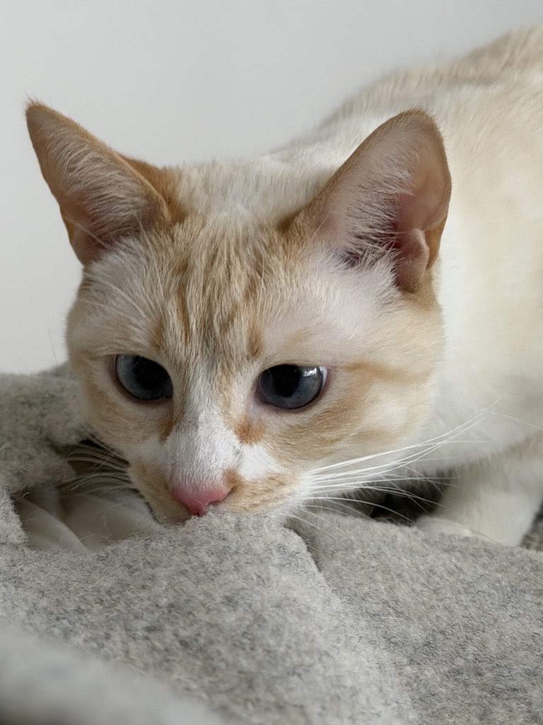 Close-up of a light-colored cat with blue eyes resting on a soft surface.