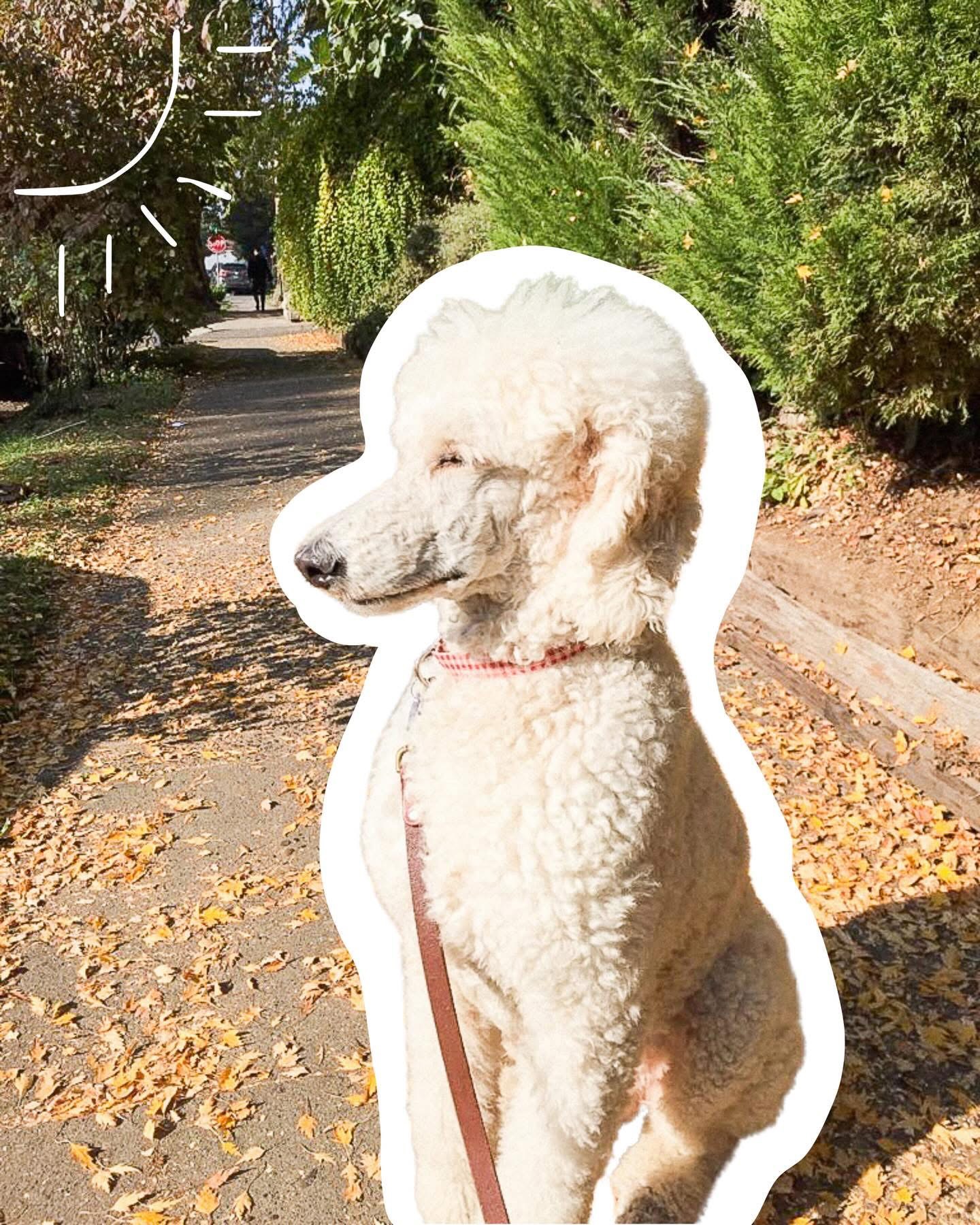 A fluffy white dog sitting on a sidewalk with trees and bushes in the background, sunlight casting shadows, and a sun icon in the top left corner.