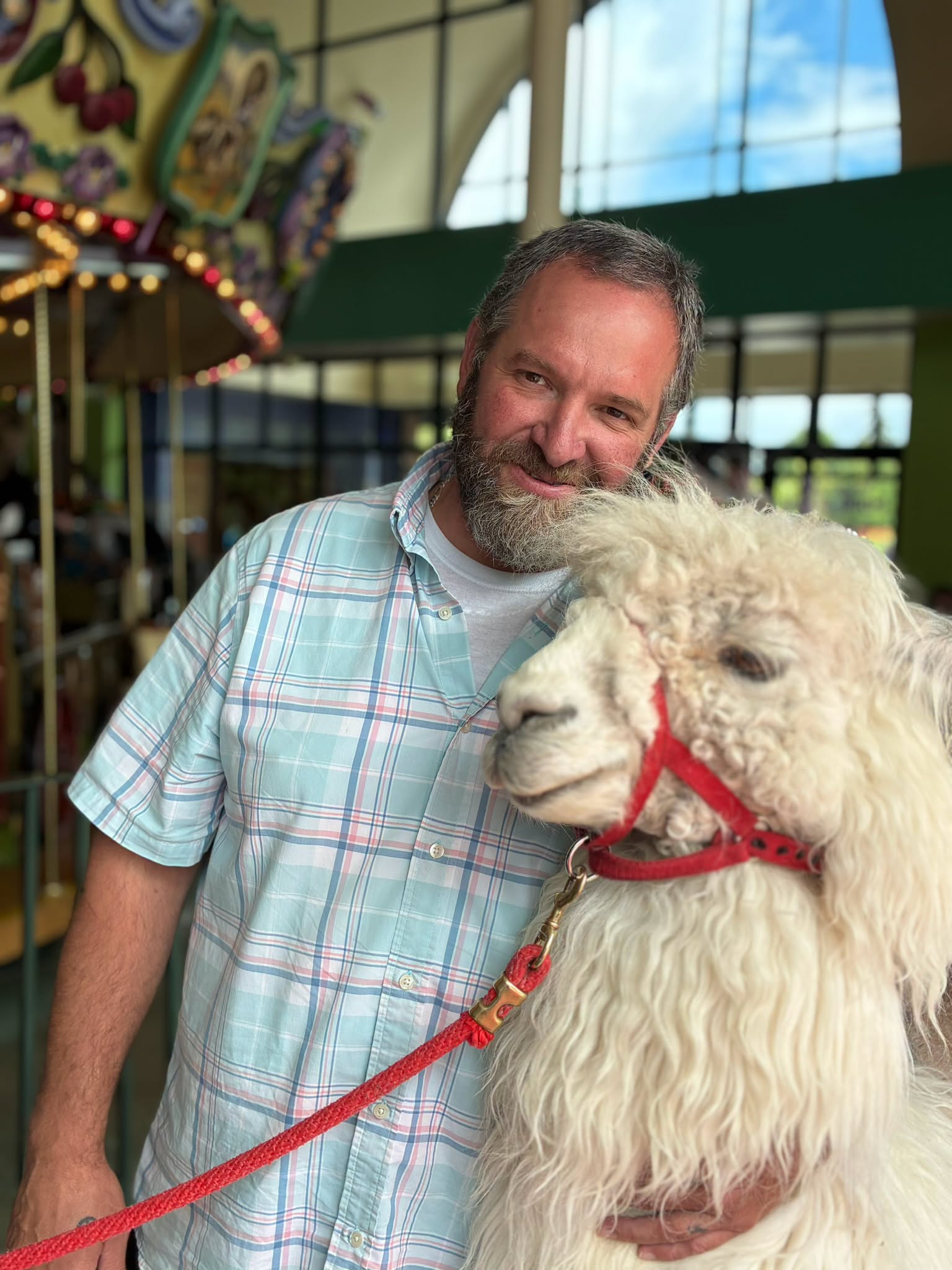 Man with beard in plaid shirt holding a white alpaca with red halter inside a building with large windows.