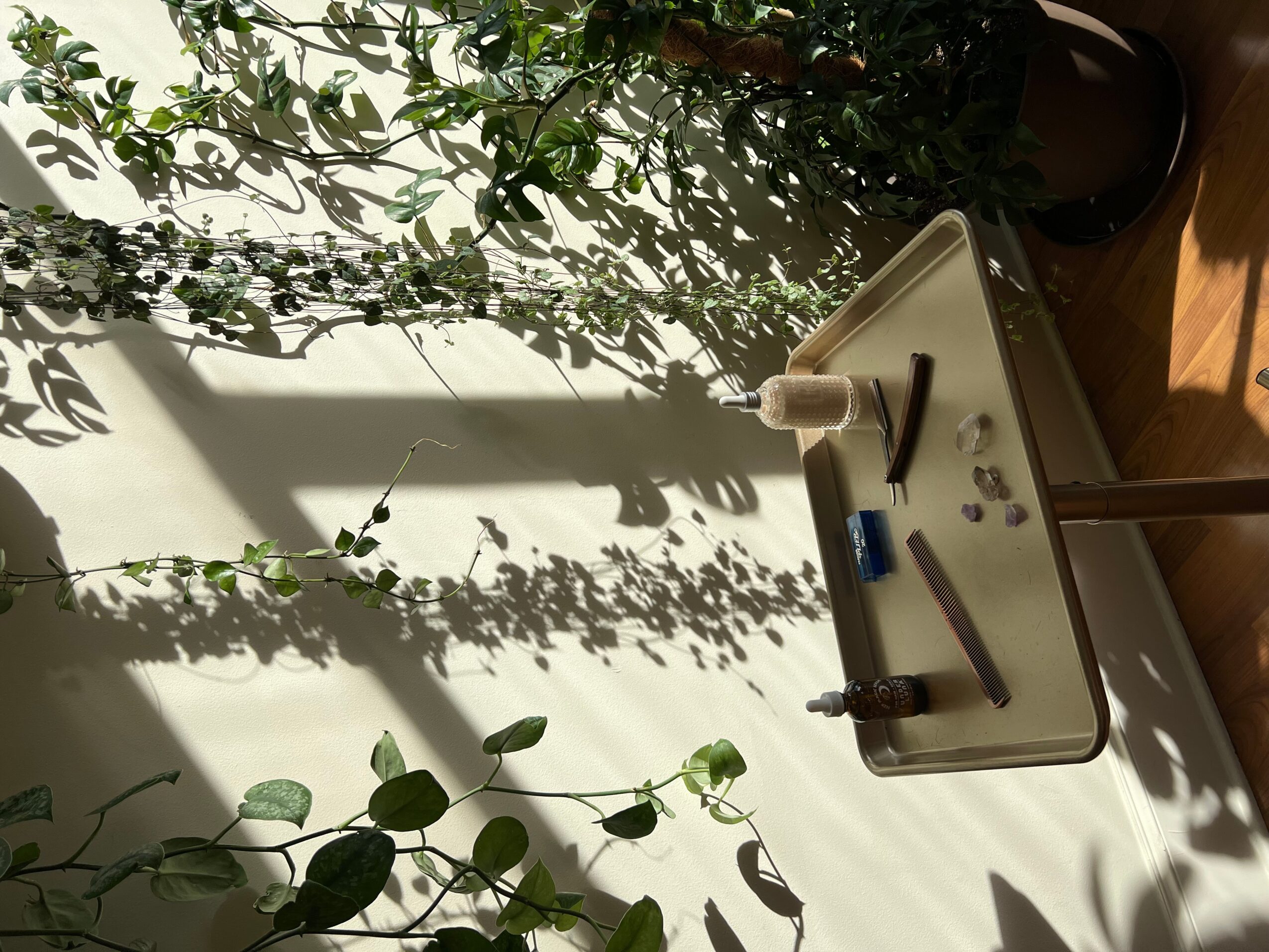 Sunlight casts shadows of plants on a white wall, with a small table holding various objects, next to a potted plant.
