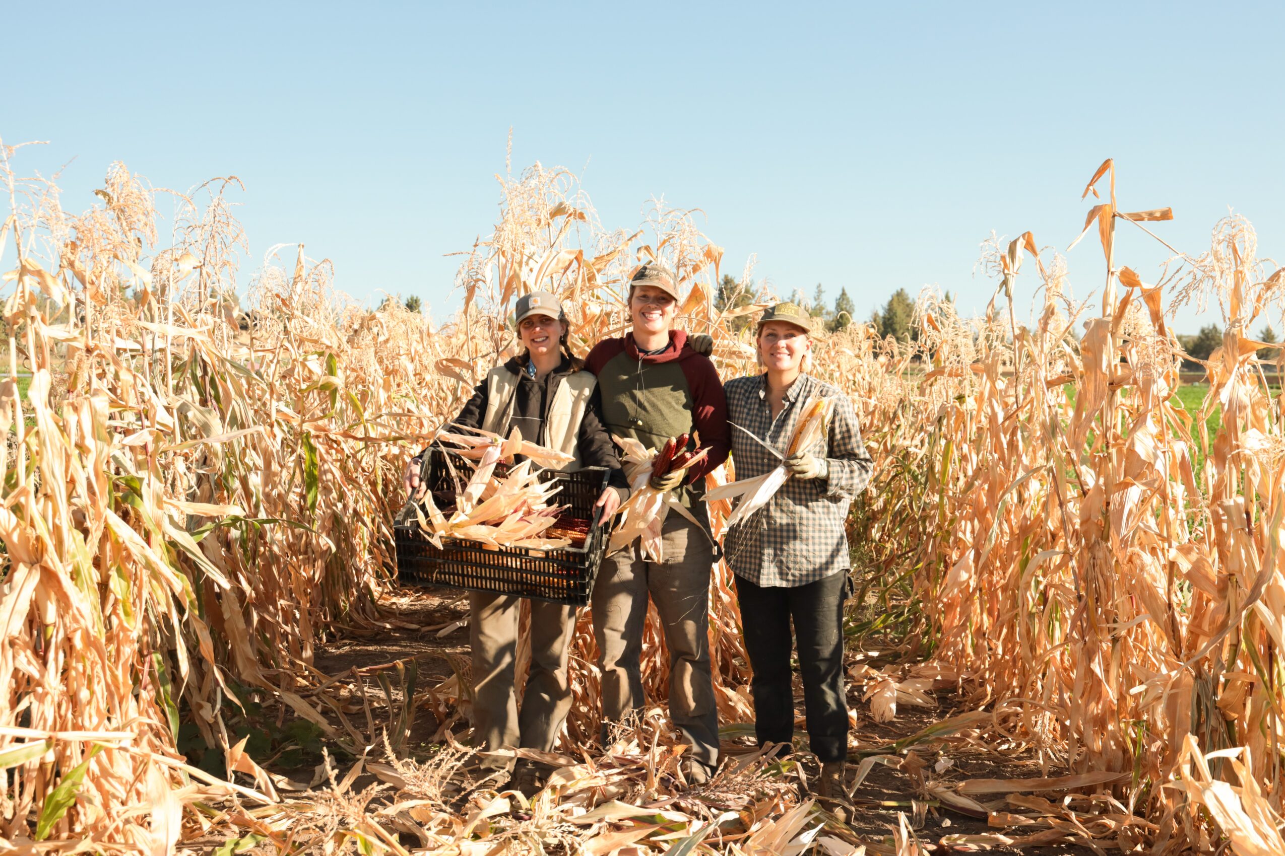 Three people standing in a cornfield with dry, tall corn stalks, holding baskets, under a clear blue sky.