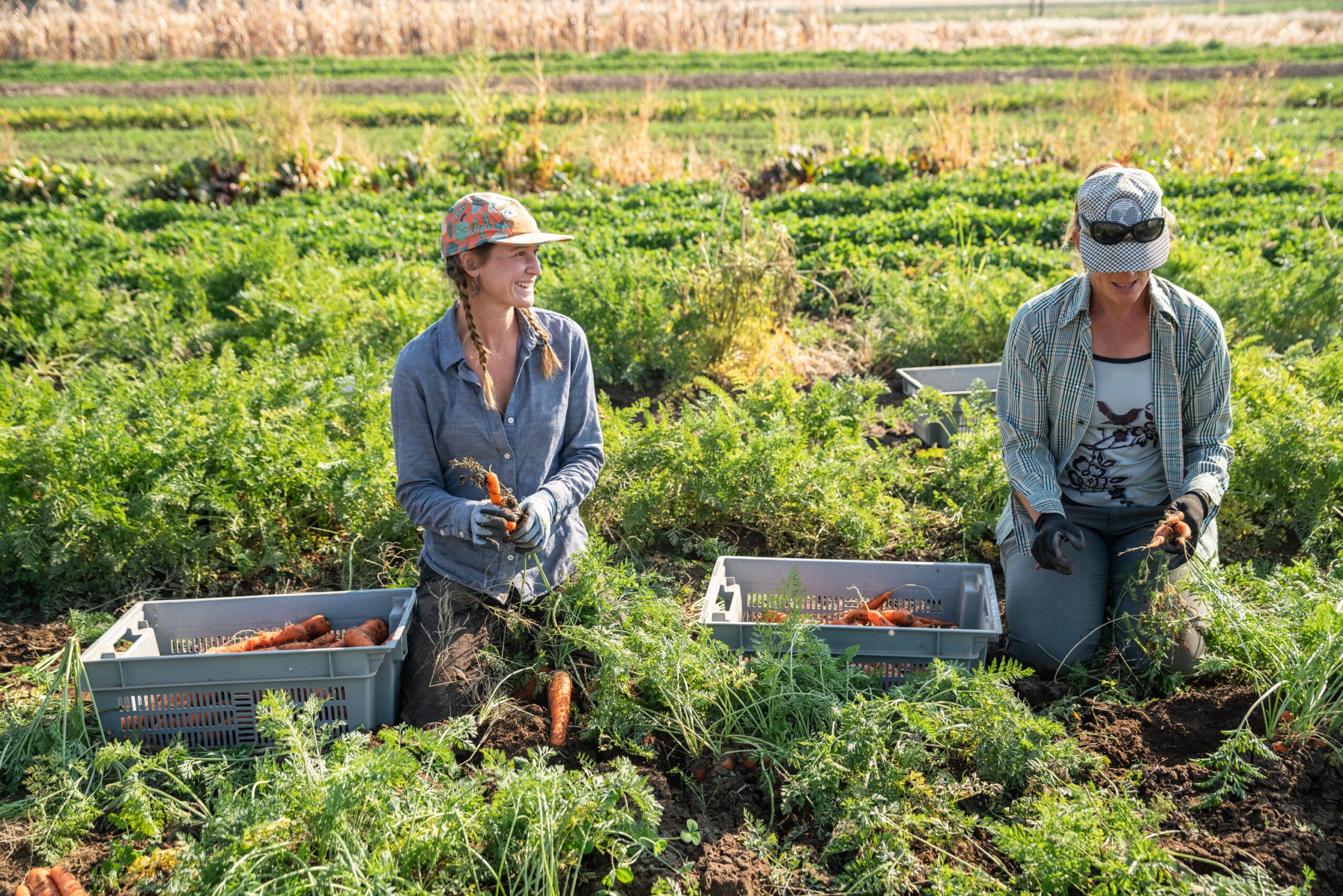 Two people working in a garden, harvesting vegetables with baskets, in a green field under a clear sky.