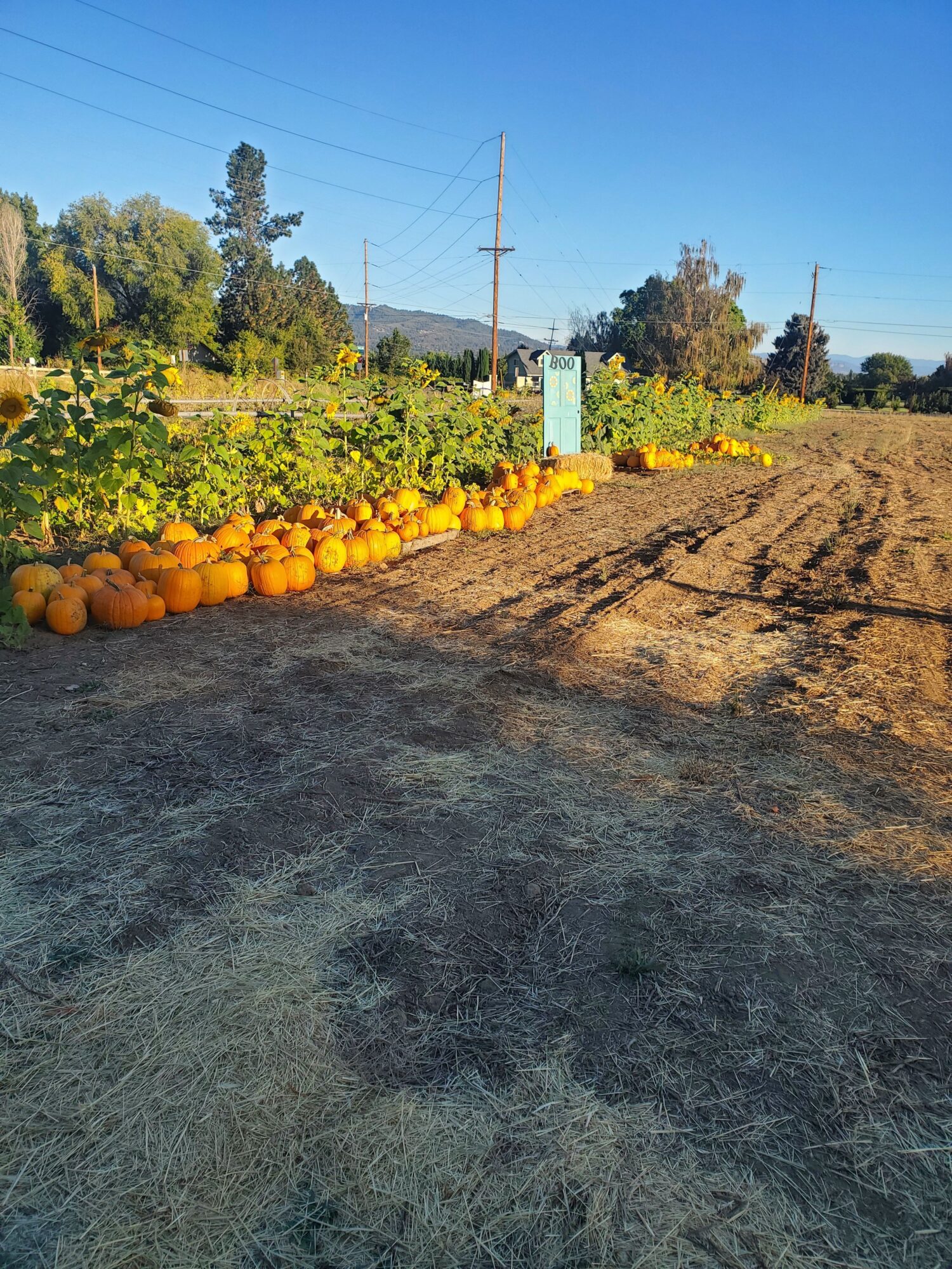 Row of pumpkins on dirt ground with plants and trees in background under blue sky.