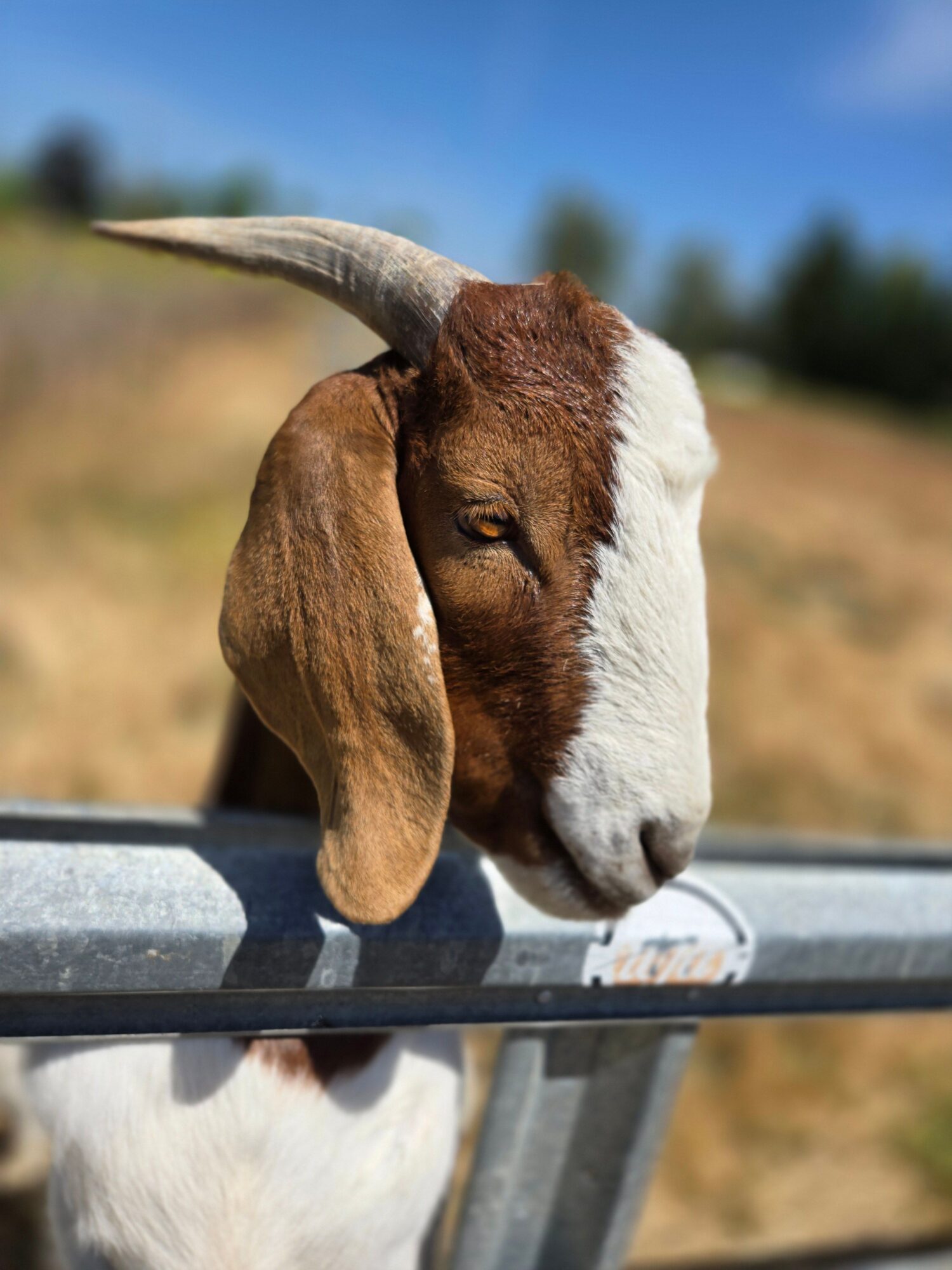 Young goat leaning on a metal fence with a blurred outdoor background.