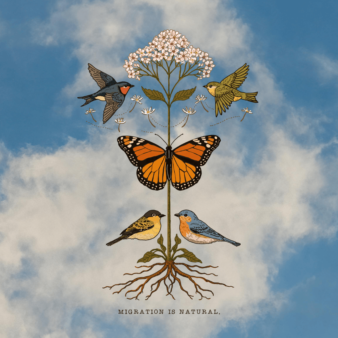 Illustration of various birds and a butterfly around a flowering plant, with roots below and sky background, captioned 'Migration is natural.'