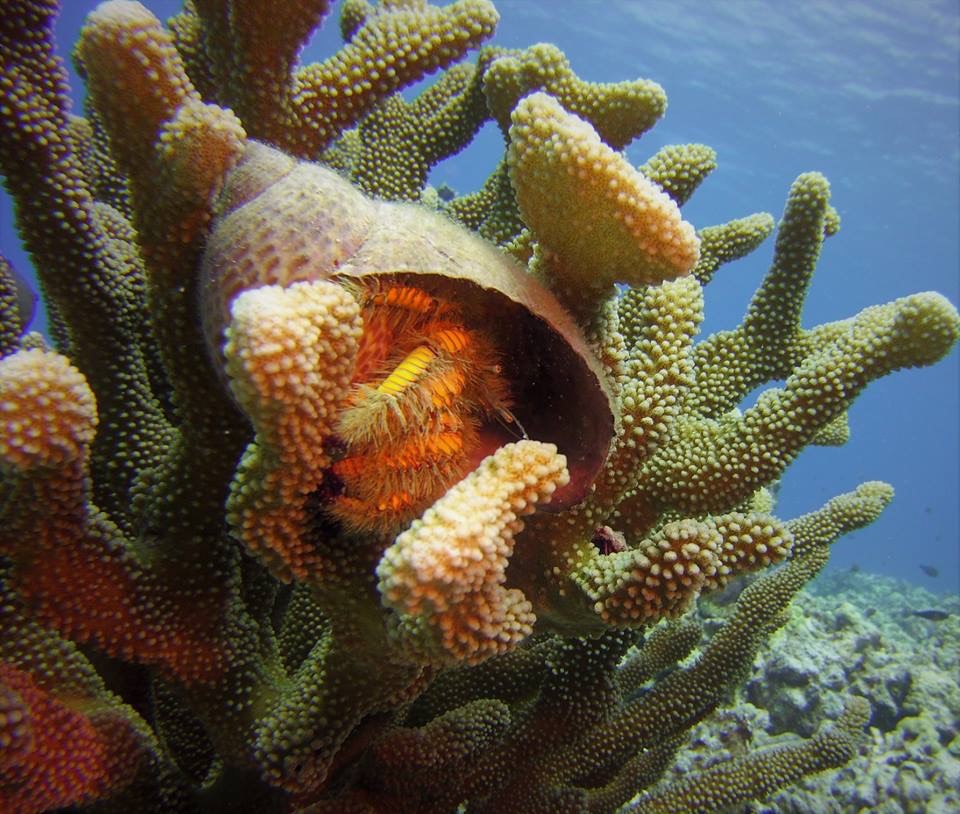A fish inside a coral reef with various coral branches and a blue ocean background.