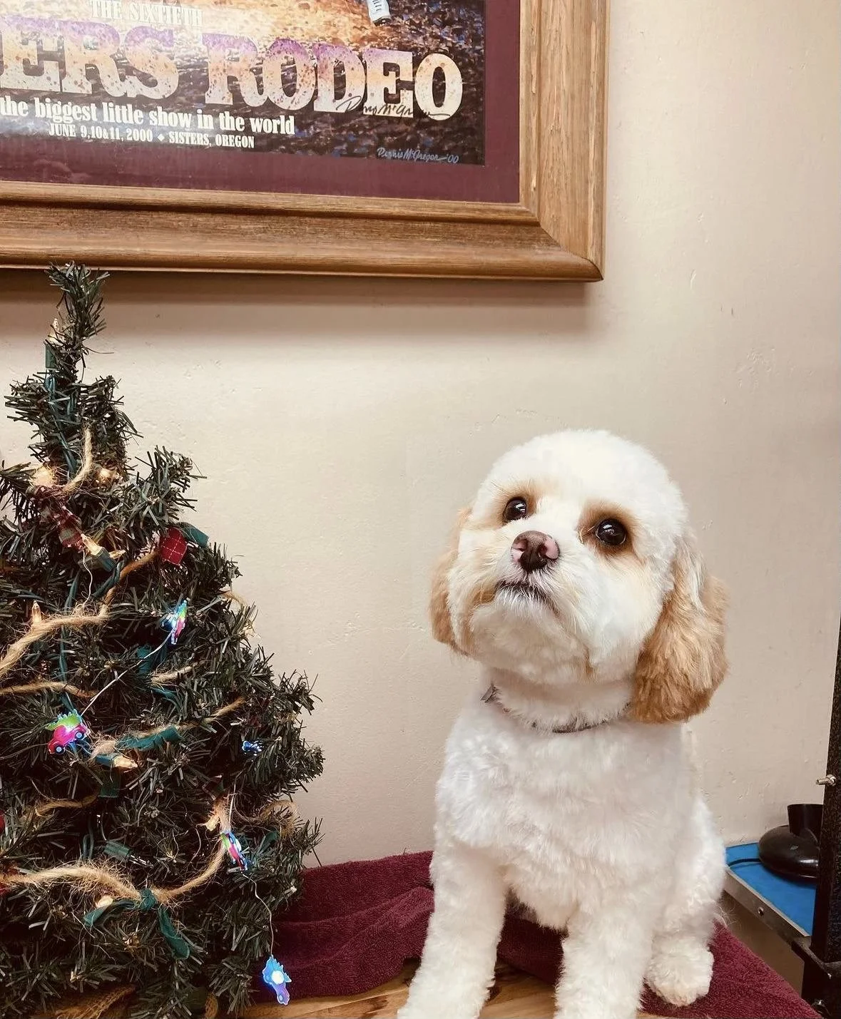 Small white dog with brown ears sitting indoors near a decorated Christmas tree, with a framed poster on the wall behind.