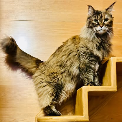 Long-haired cat with a bushy tail sitting on wooden stairs against a wooden wall background.
