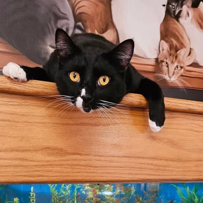 Black and white cat with yellow eyes lying on a wooden surface, with a poster of cats in the background.