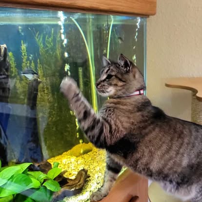 A tabby cat with a collar reaches out with its paw towards an aquarium with fish inside.