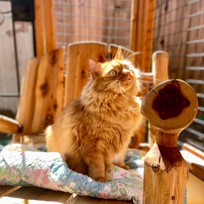 Orange tabby cat sitting on a quilted blanket outdoors, looking up with sunlight on its face, wooden furniture and fencing in background.
